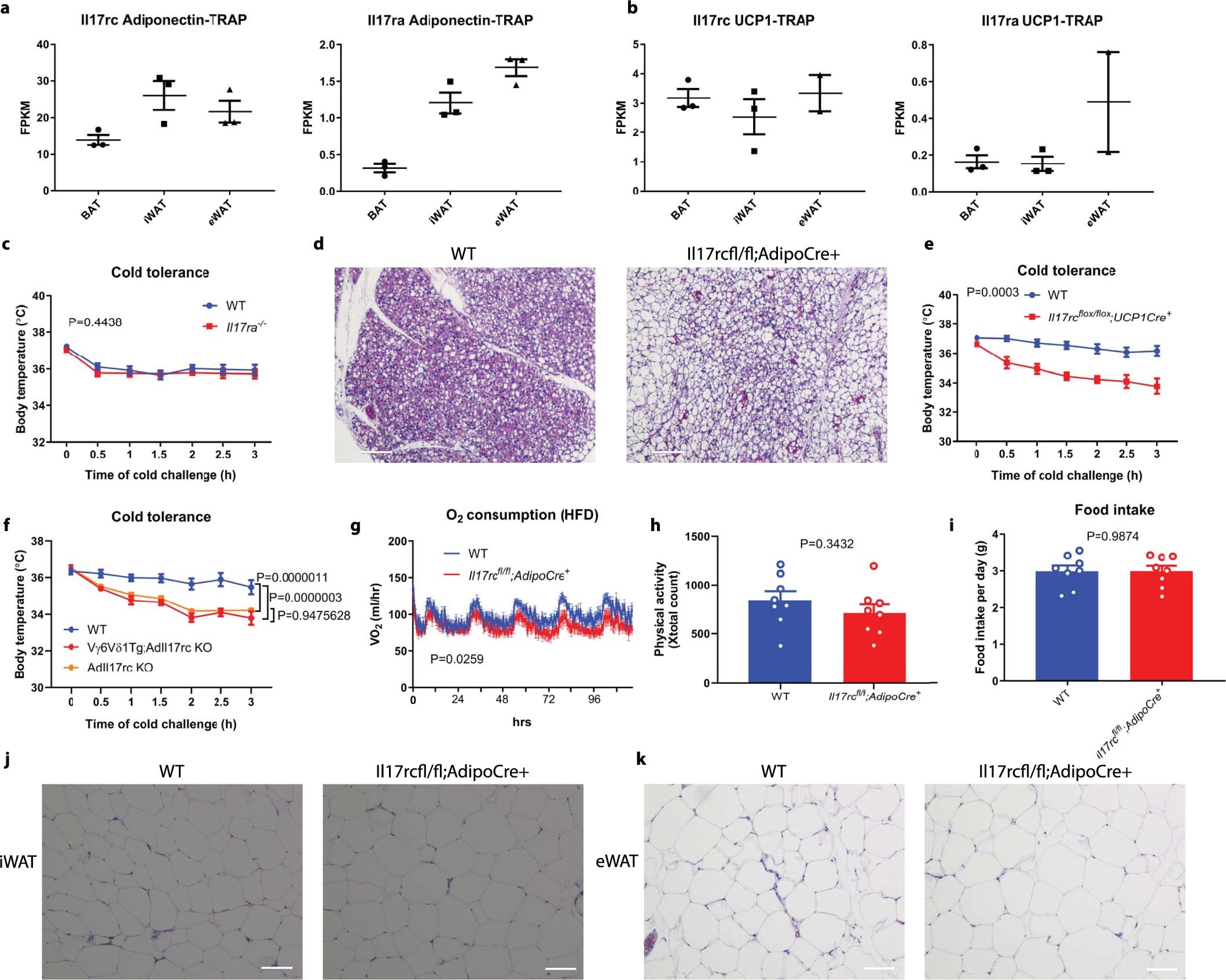 Extended Data Fig. 2: IL-17RC deficiency predisposes mice to cold sensitivity and obesity.