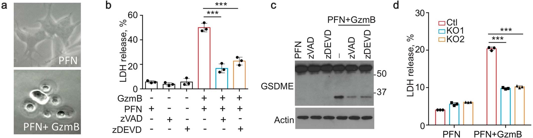 Extended Data Fig. 10: PFN plus GzmB induce pyroptosis in SH-SY5Y cells.