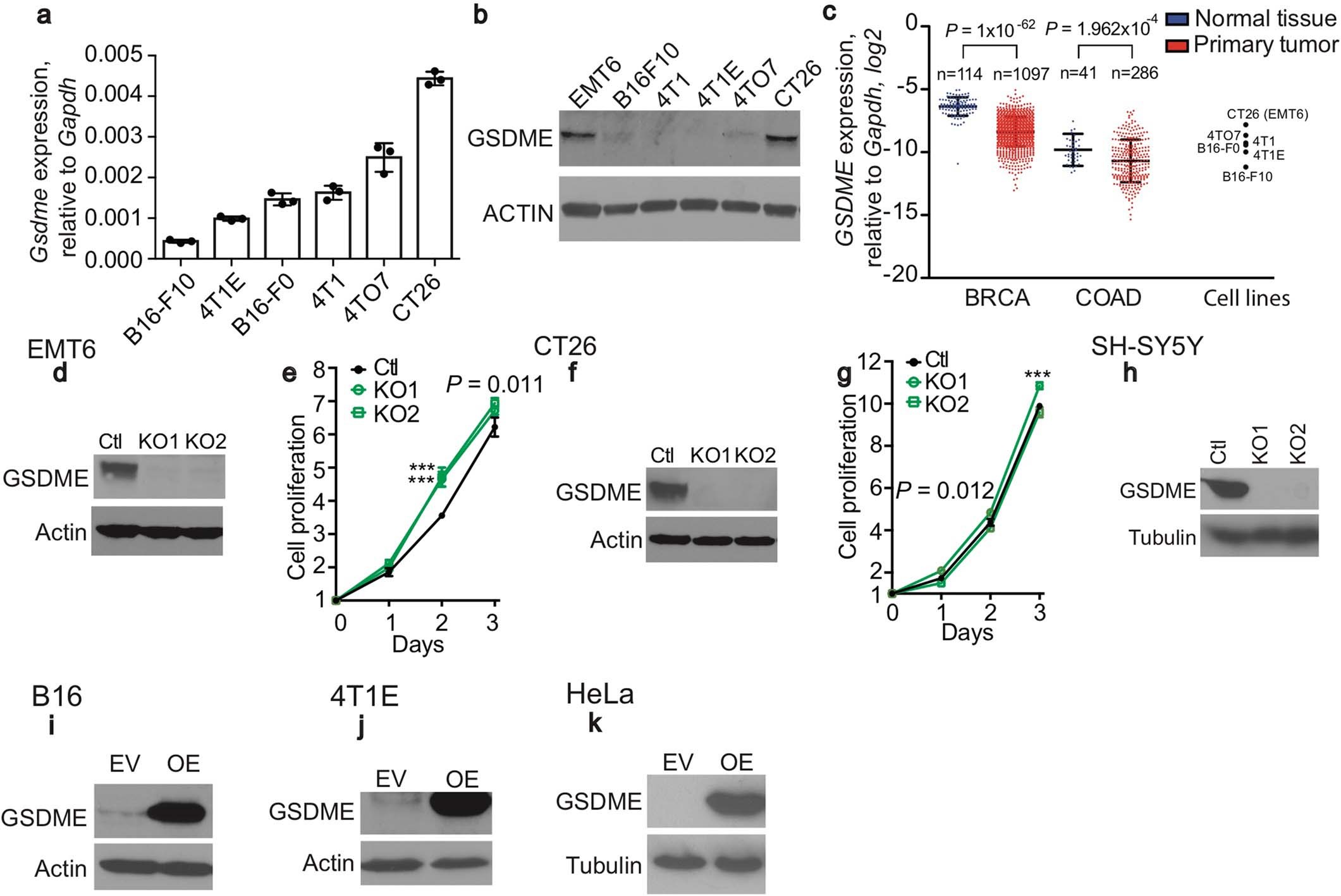 Extended Data Fig. 1: GSDME expression in human and mouse tumour cell lines.