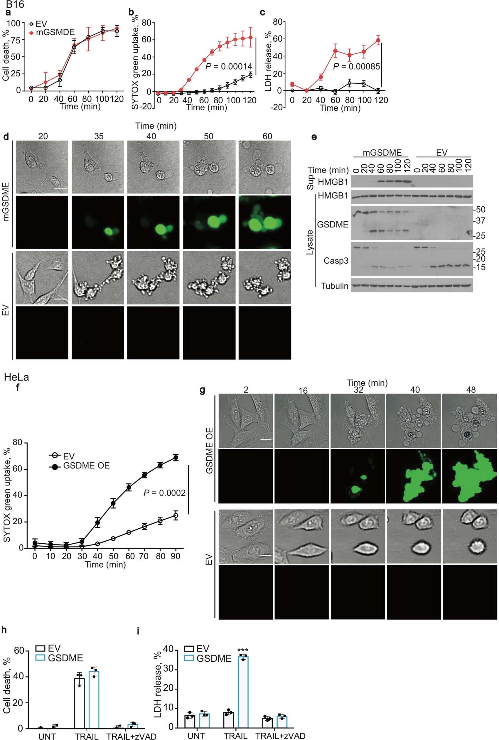 Extended Data Fig. 2: Raptinal and/or TRAIL induces pyroptosis in B16 and HeLa cells overexpressing GSDME.