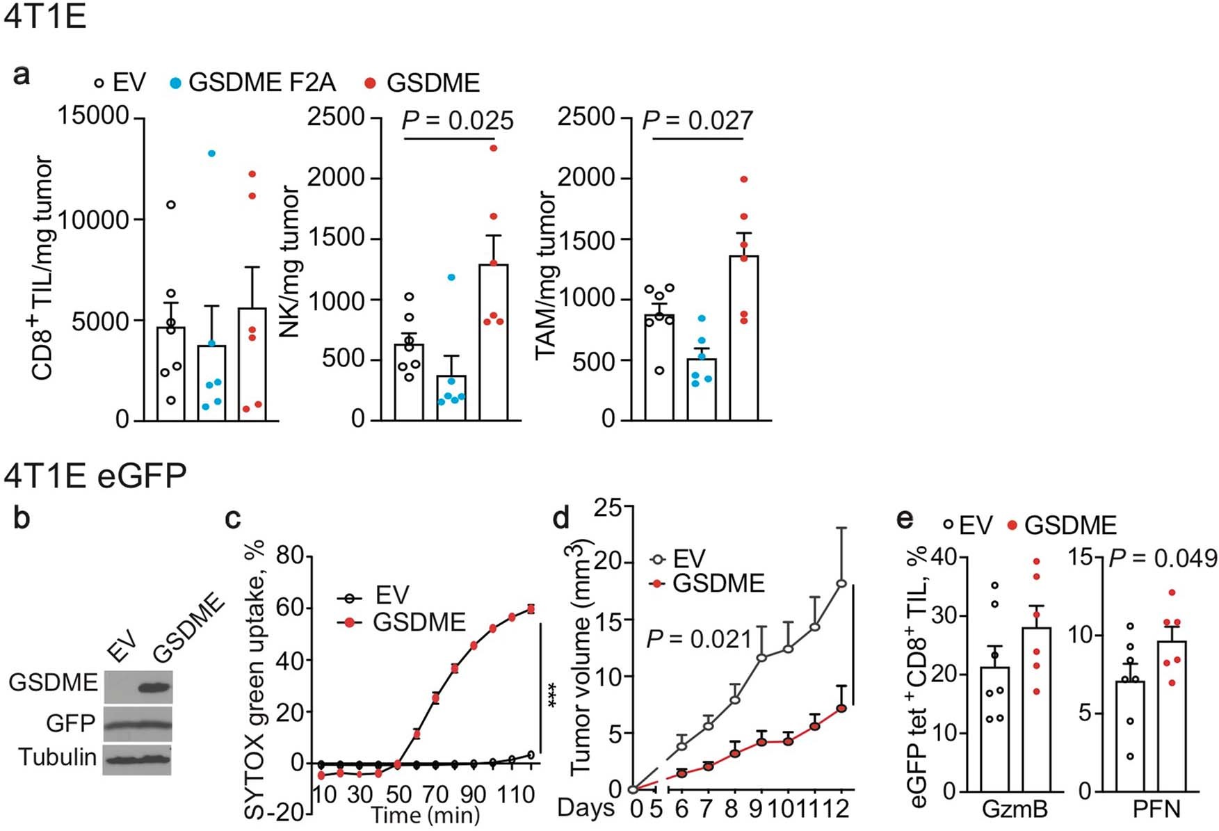 Extended Data Fig. 5: Effects of GSDME expression on tumour growth and immune responses within 4T1E tumours.