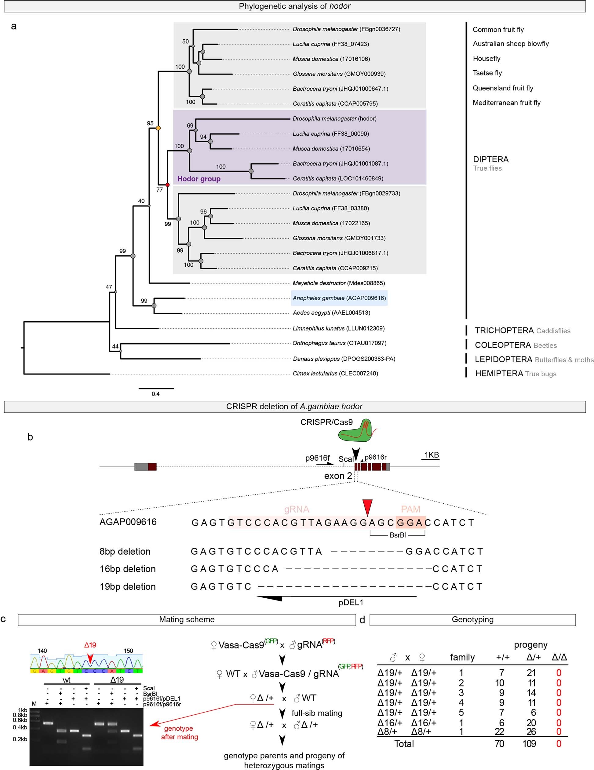 Extended Data Fig. 10: Hodor is an insect-specific gene, and is essential in A. gambiae.