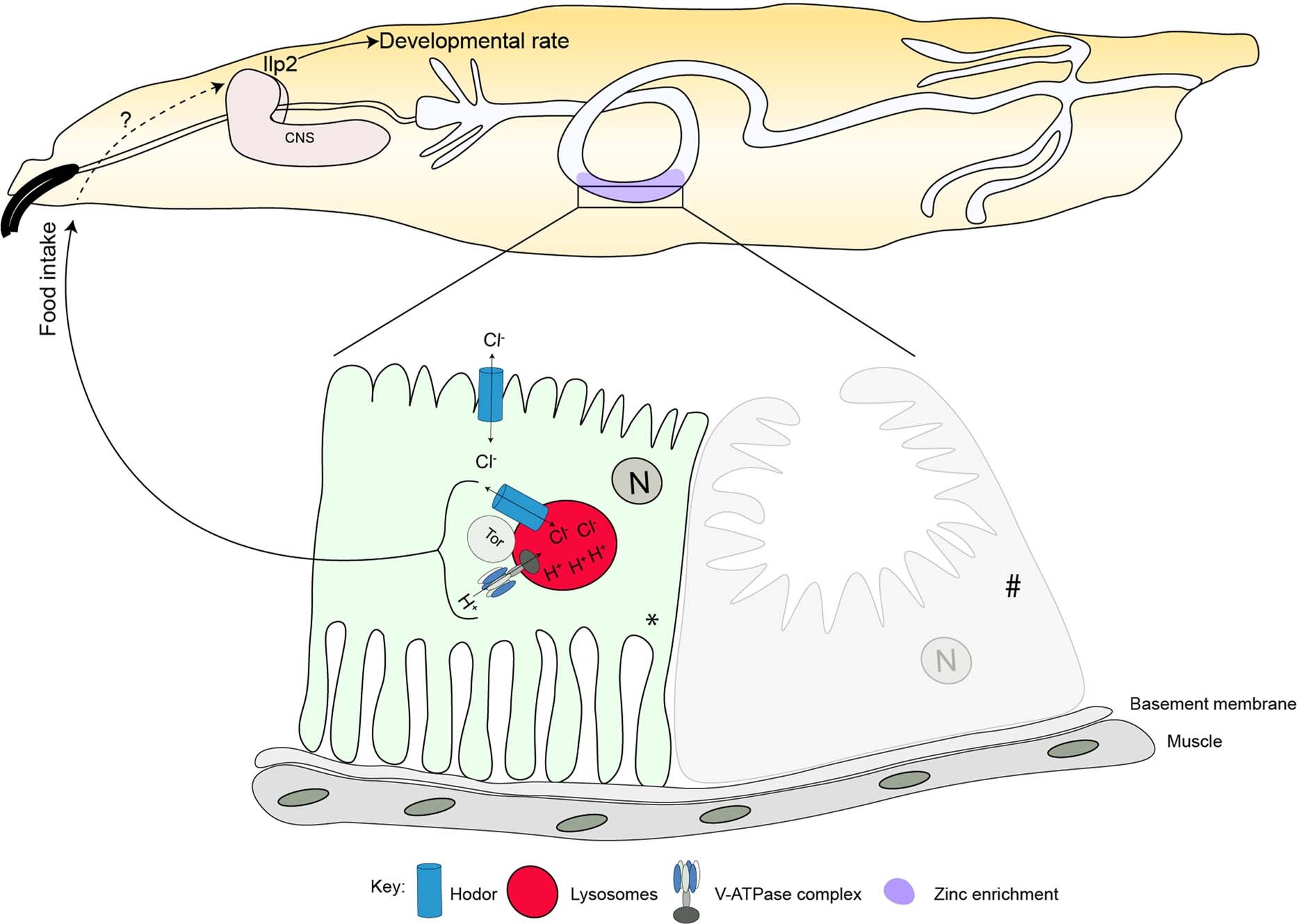 Extended Data Fig. 11: Current model of Hodor functions.