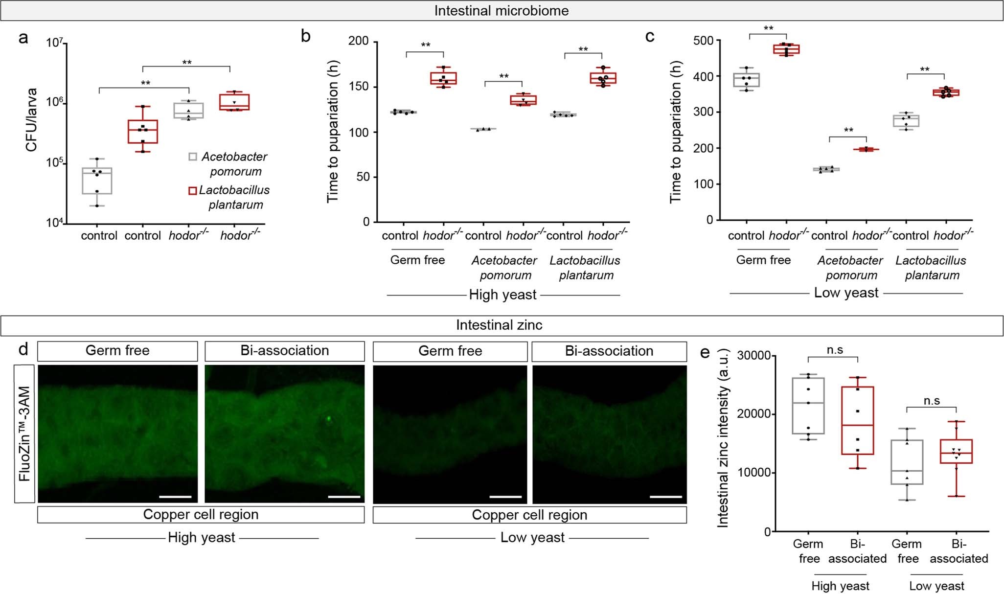 Extended Data Fig. 5: The microbiota of hodor mutants.