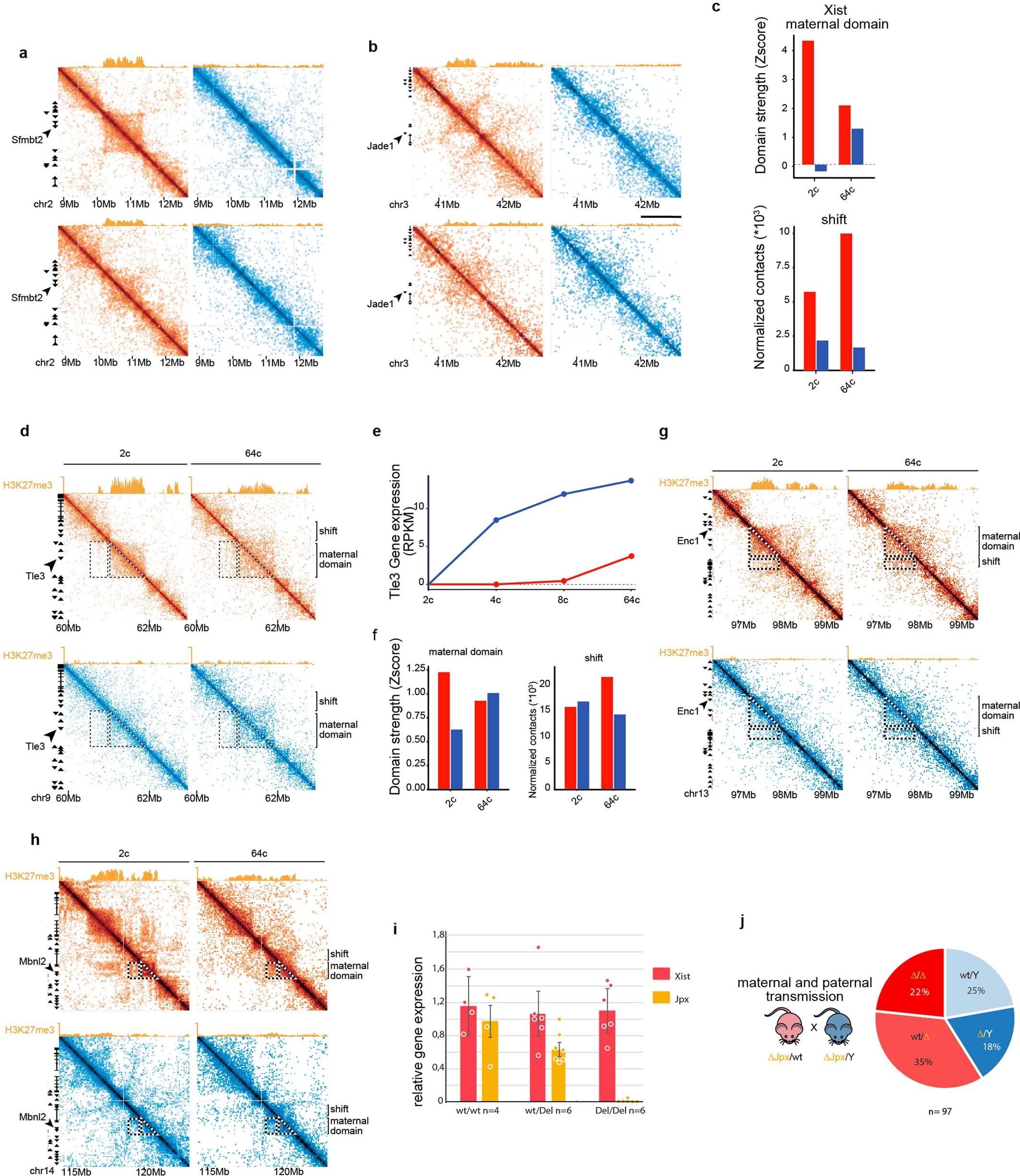 Extended Data Fig. 6: Structural tuning at maternal early domains during preimplantation.