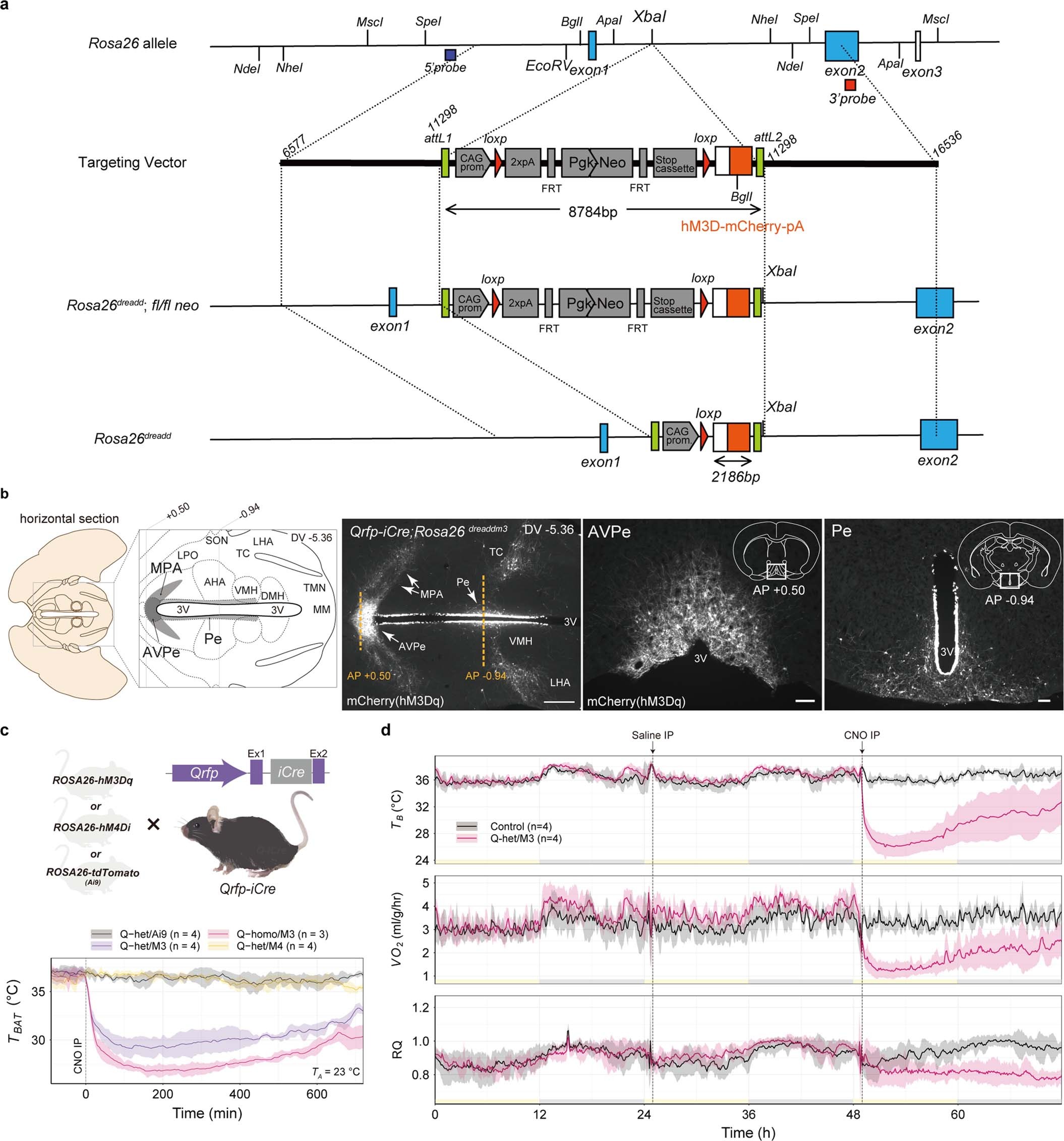 Extended Data Fig. 2: Expression of DREADD receptors in QrfpiCre neurons.