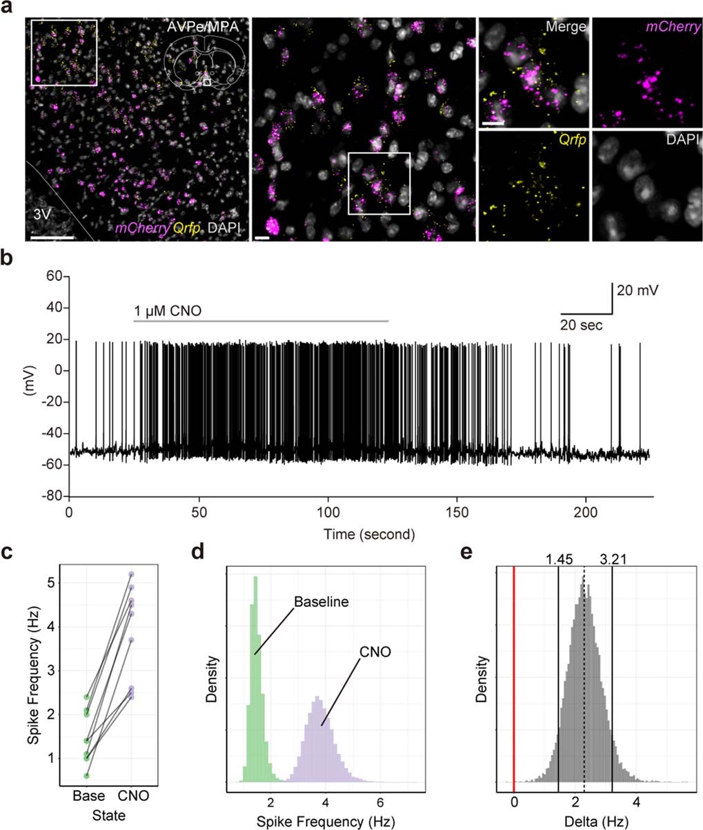 Extended Data Fig. 3: DREADD-mediated excitation of Q neurons.