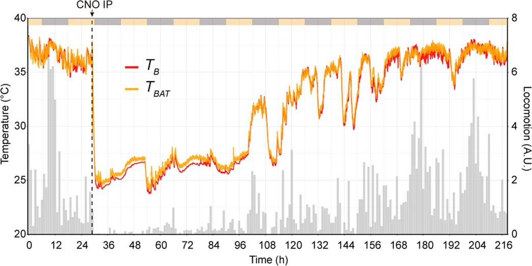 Extended Data Fig. 4: TBAT decreases concomitantly with body temperature during QIH.