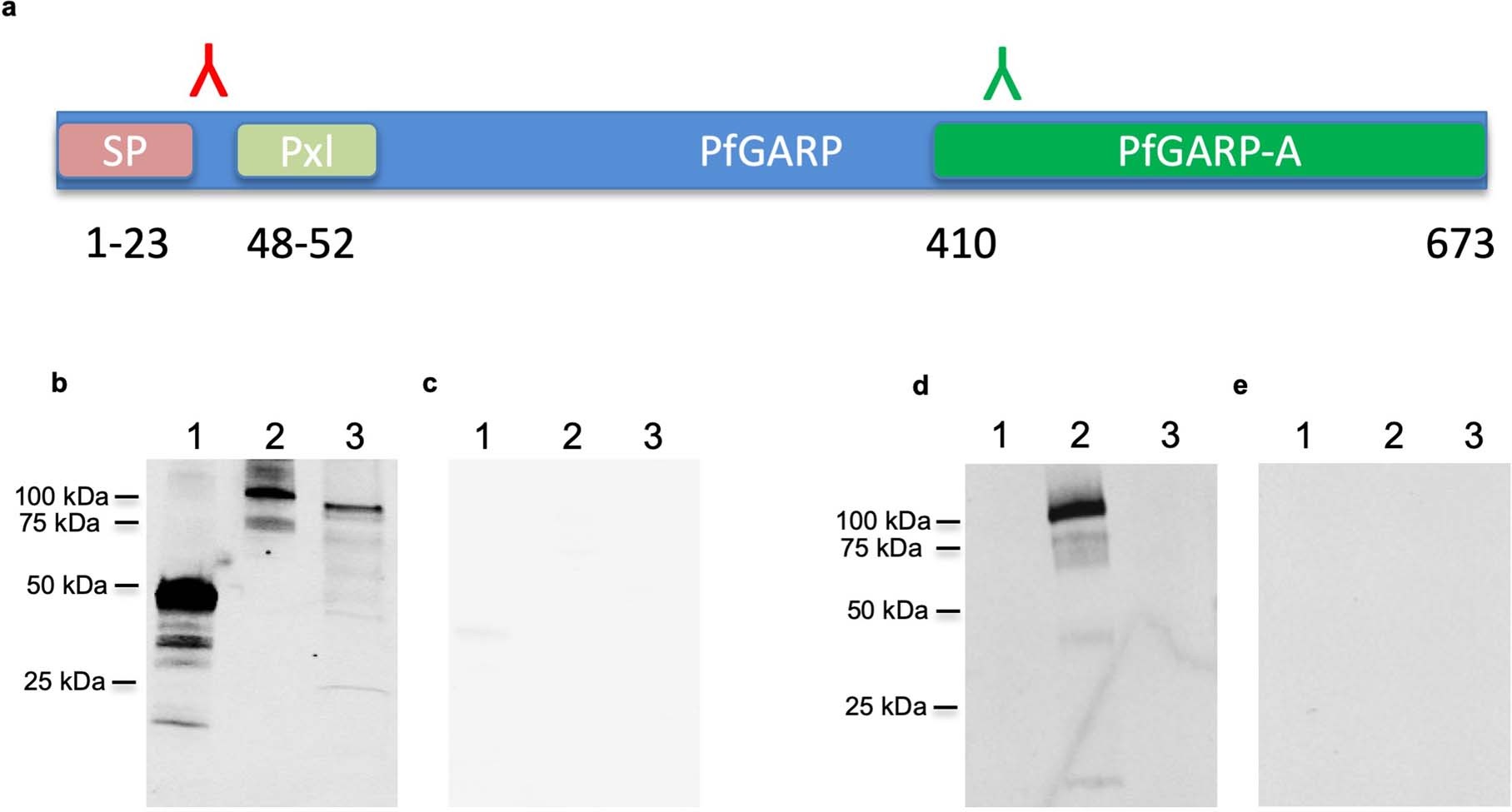 Extended Data Fig. 10: The PEXEL motif is processed and cleaved in mature PfGARP.