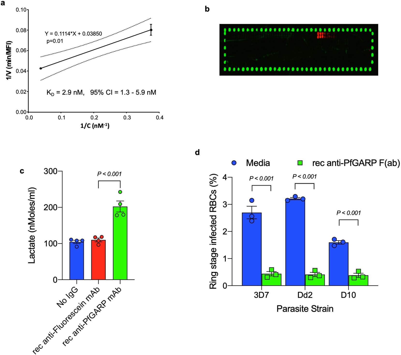 Extended Data Fig. 2: Characterization of recombinant monoclonal anti-PfGARP.