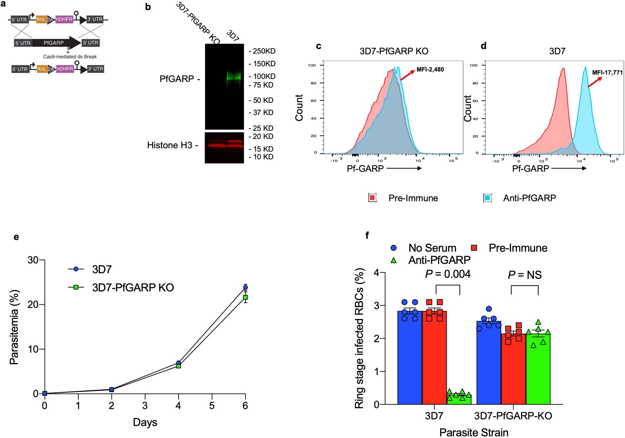 Extended Data Fig. 4: Construction and characterization of the 3D7-PfGARP KO parasite line.