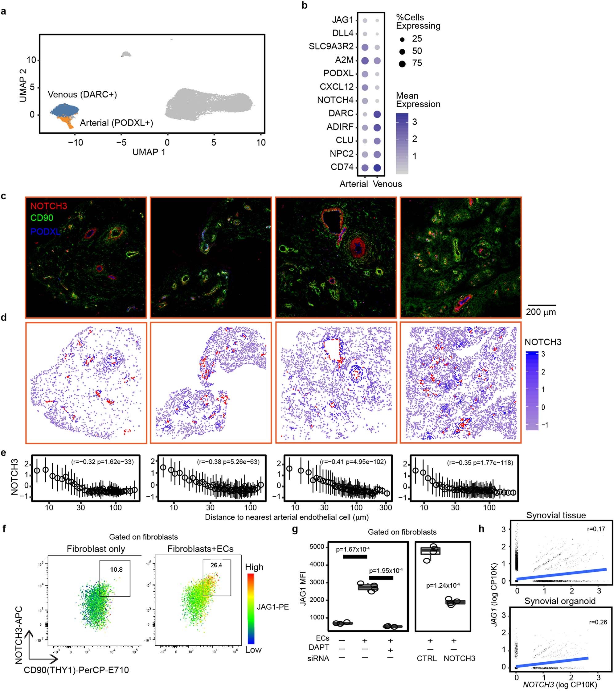 Extended Data Fig. 5: Endothelial cells induce the expression of NOTCH3 and JAG1 in fibroblasts.