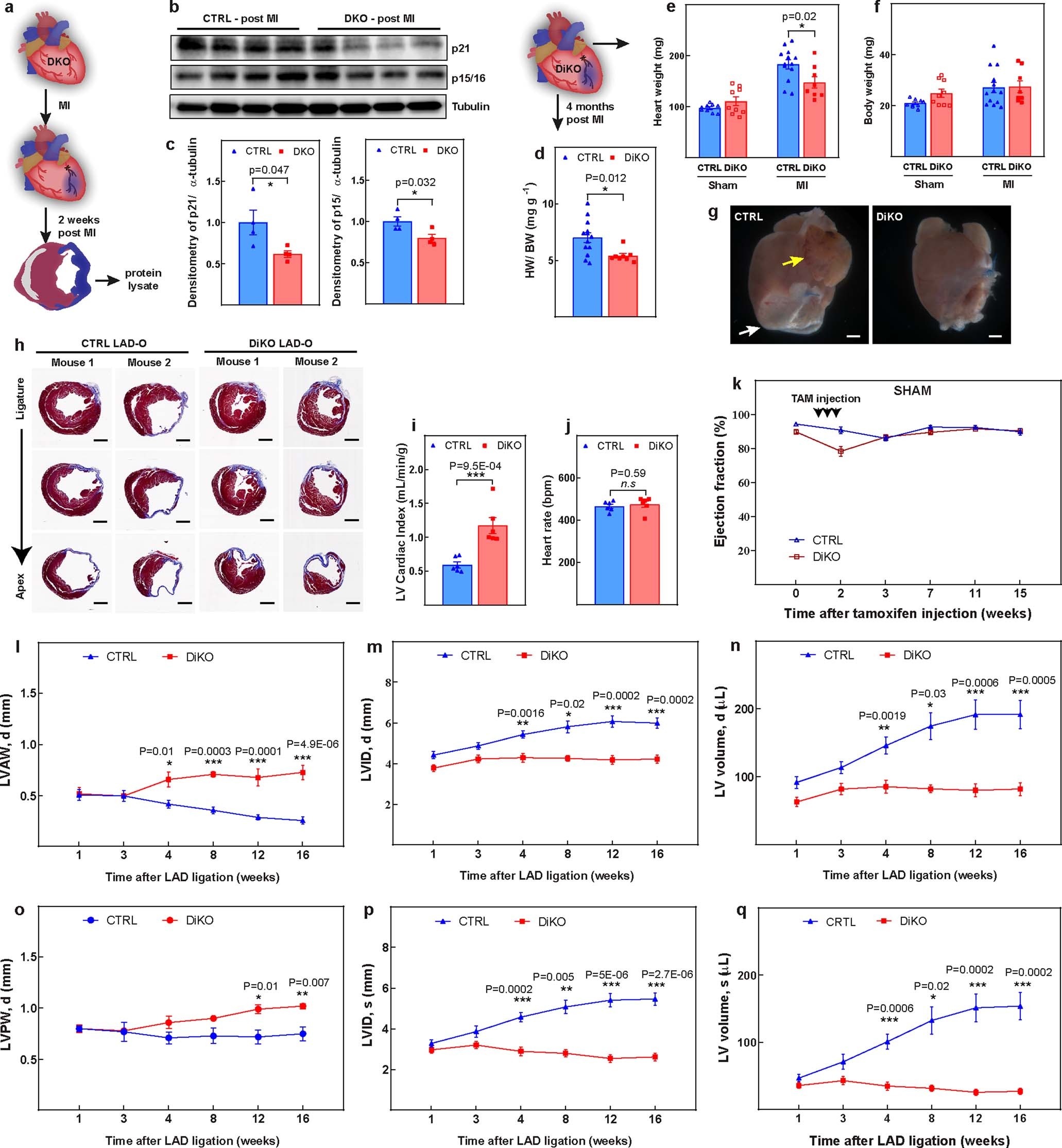 Extended Data Fig. 6: LV function of DKO hearts after MI.