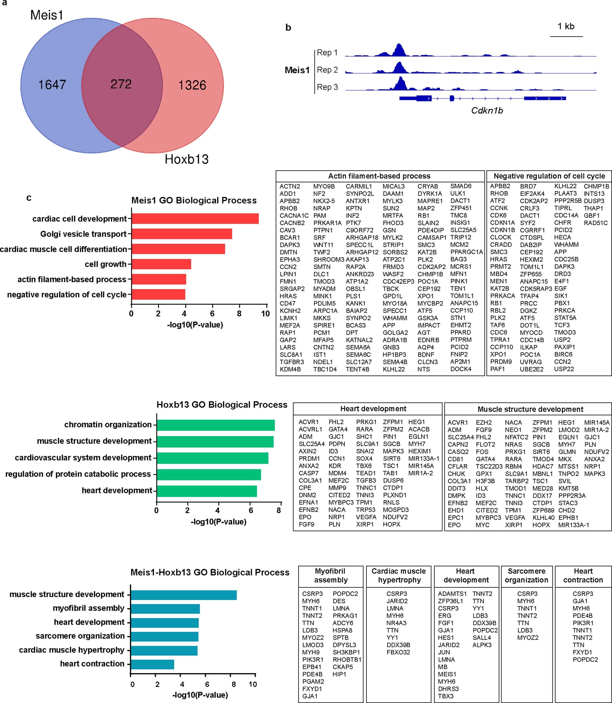 Extended Data Fig. 7: Genome-wide identification of Meis1 and Hoxb13 binding sites in heart using ChIP–seq.