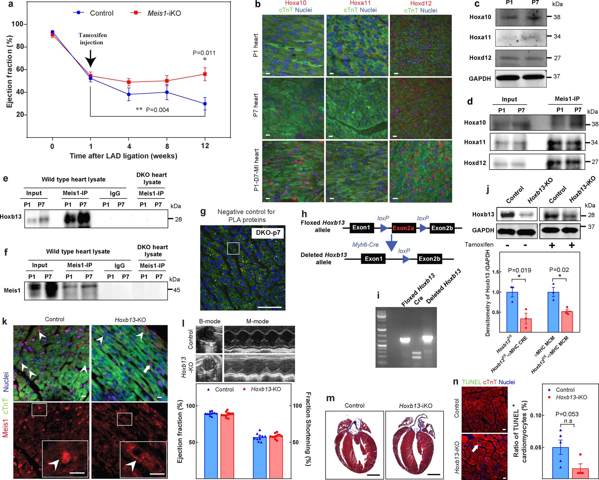 Extended Data Fig. 1: Additional characterization of Meis1-iKO, Hoxb13-KO, and Hoxb13-iKO mice.