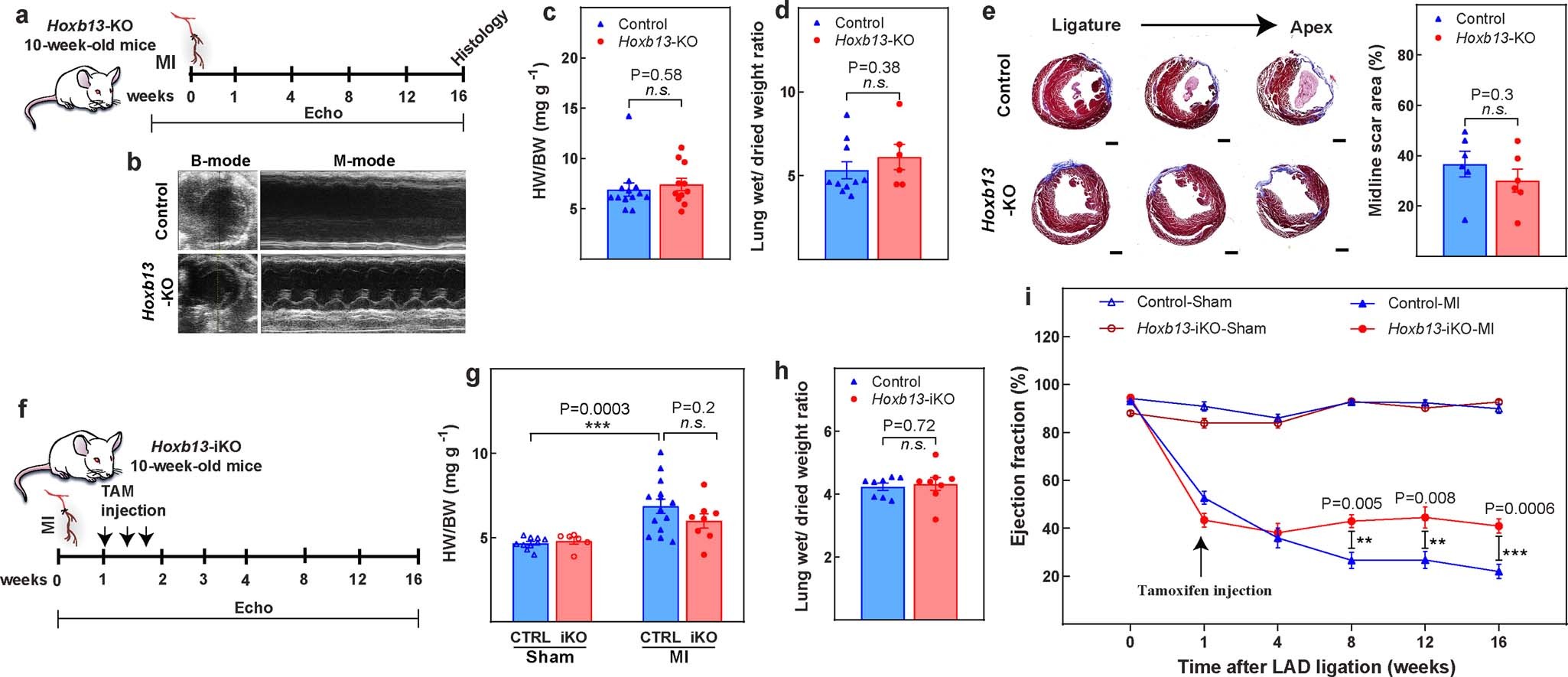 Extended Data Fig. 2: Assessment of Hoxb13-KO and Hoxb13-iKO hearts post-MI.