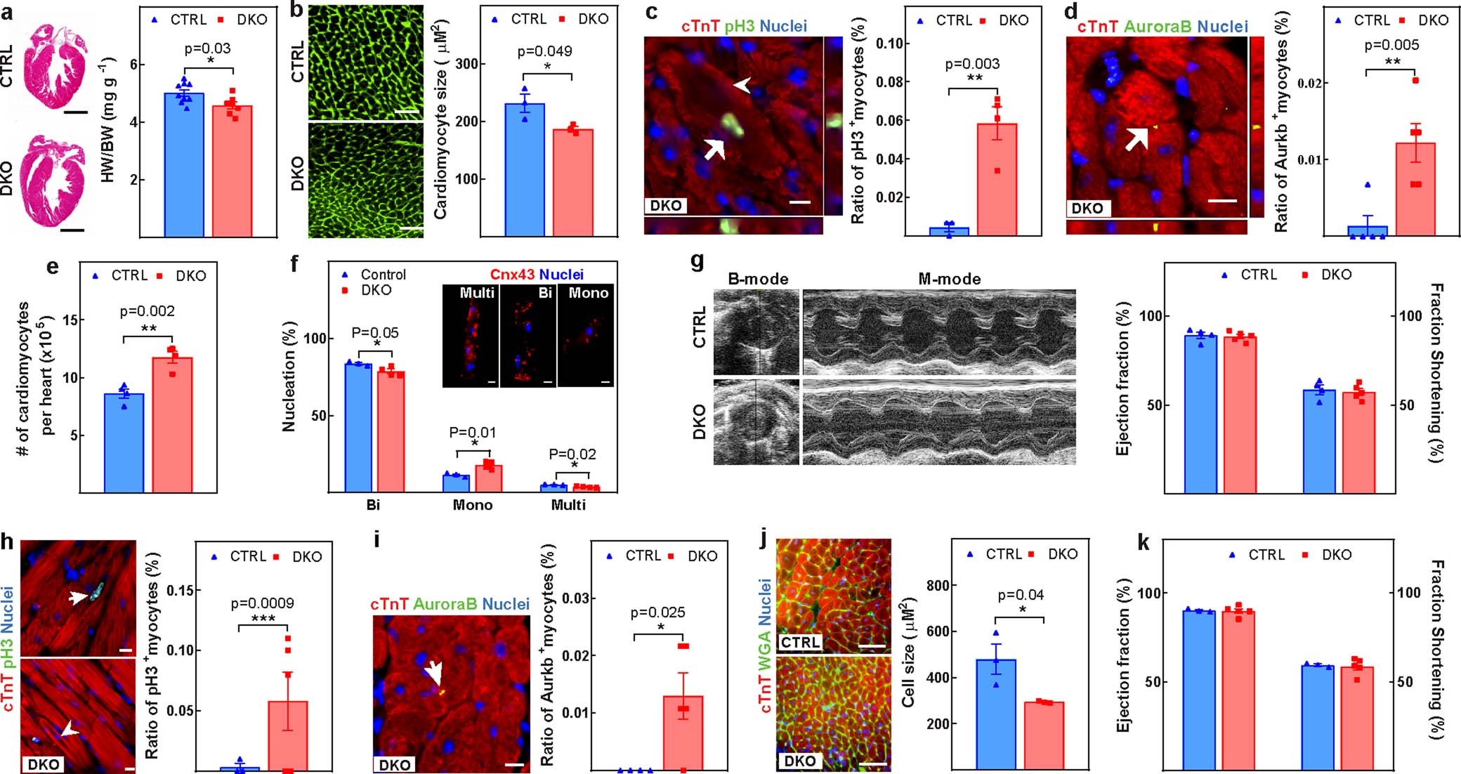 Extended Data Fig. 3: Concurrent knockout of Meis1 and Hoxb13 preserves cardiomyocyte proliferative capacity.