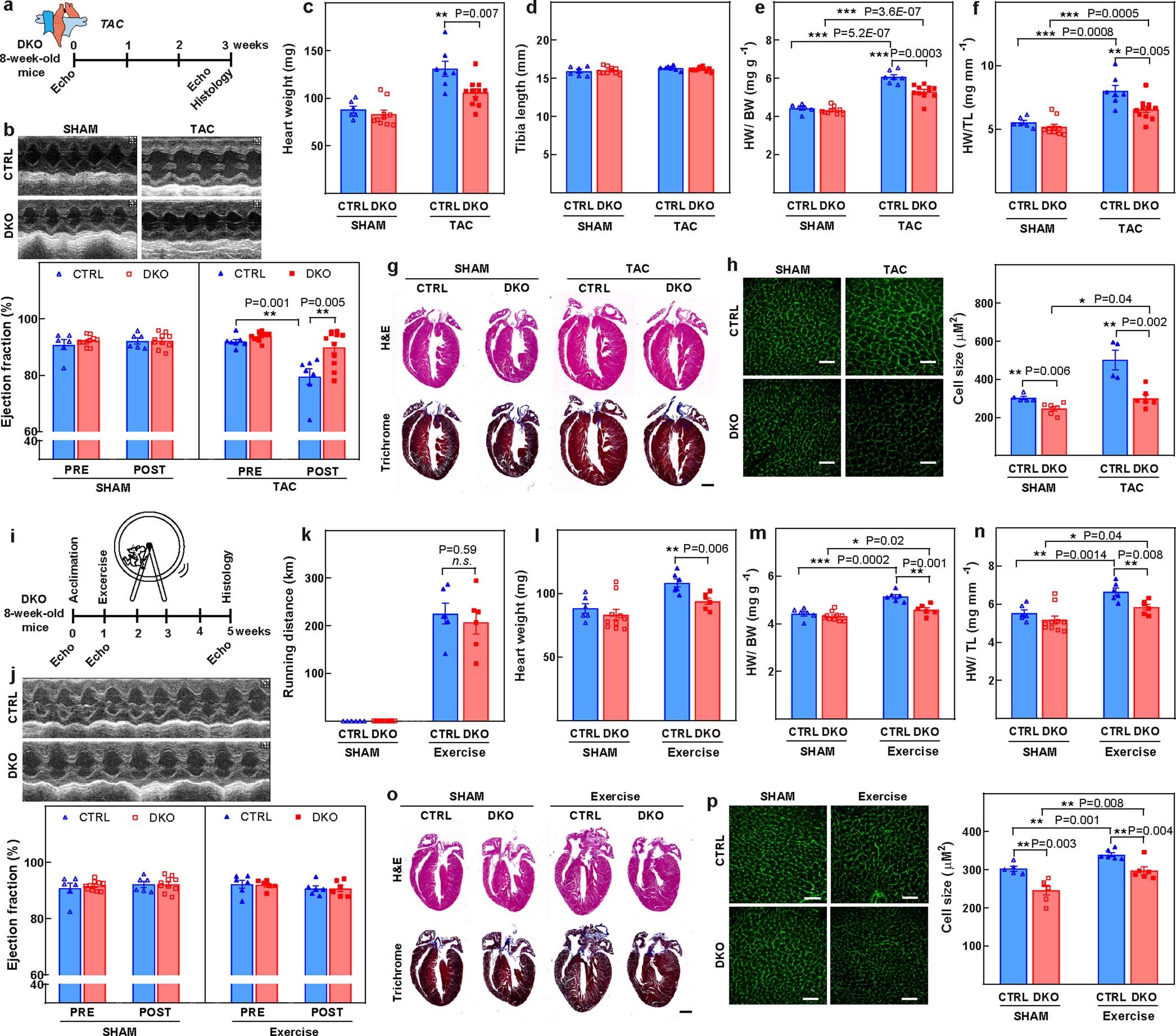 Extended Data Fig. 4: Loss of Meis1 and Hoxb13 attenuates both pathological and physiological hypertrophic responses.