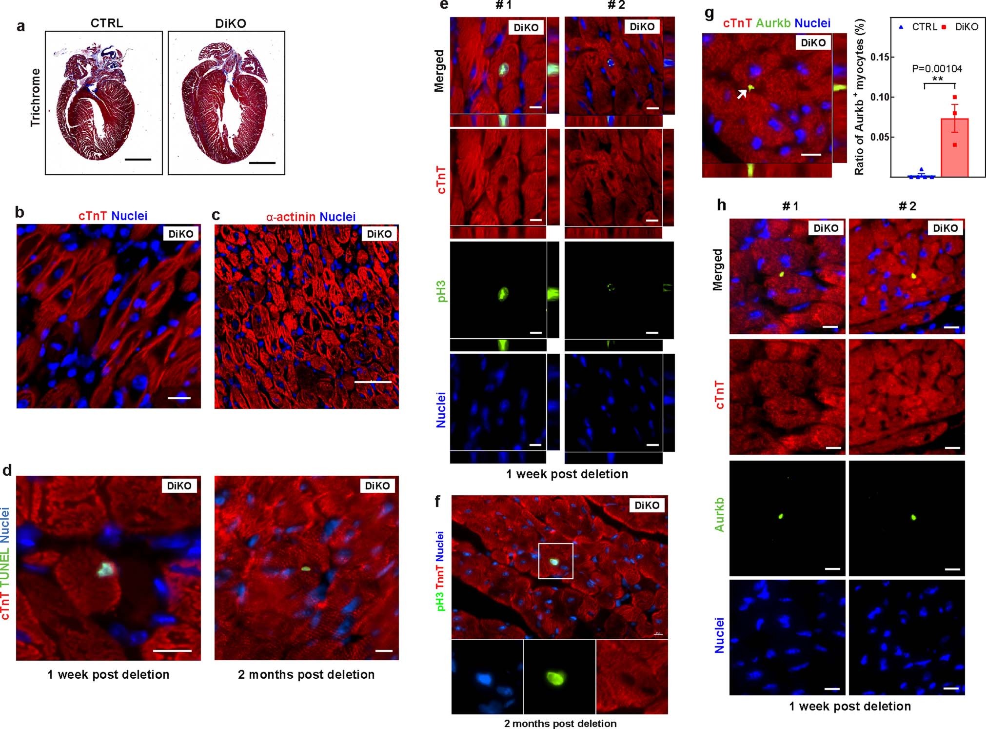 Extended Data Fig. 5: Inducible knockout of Meis1 and Hoxb13 promotes sarcomere disassembly and cardiomyocyte division.