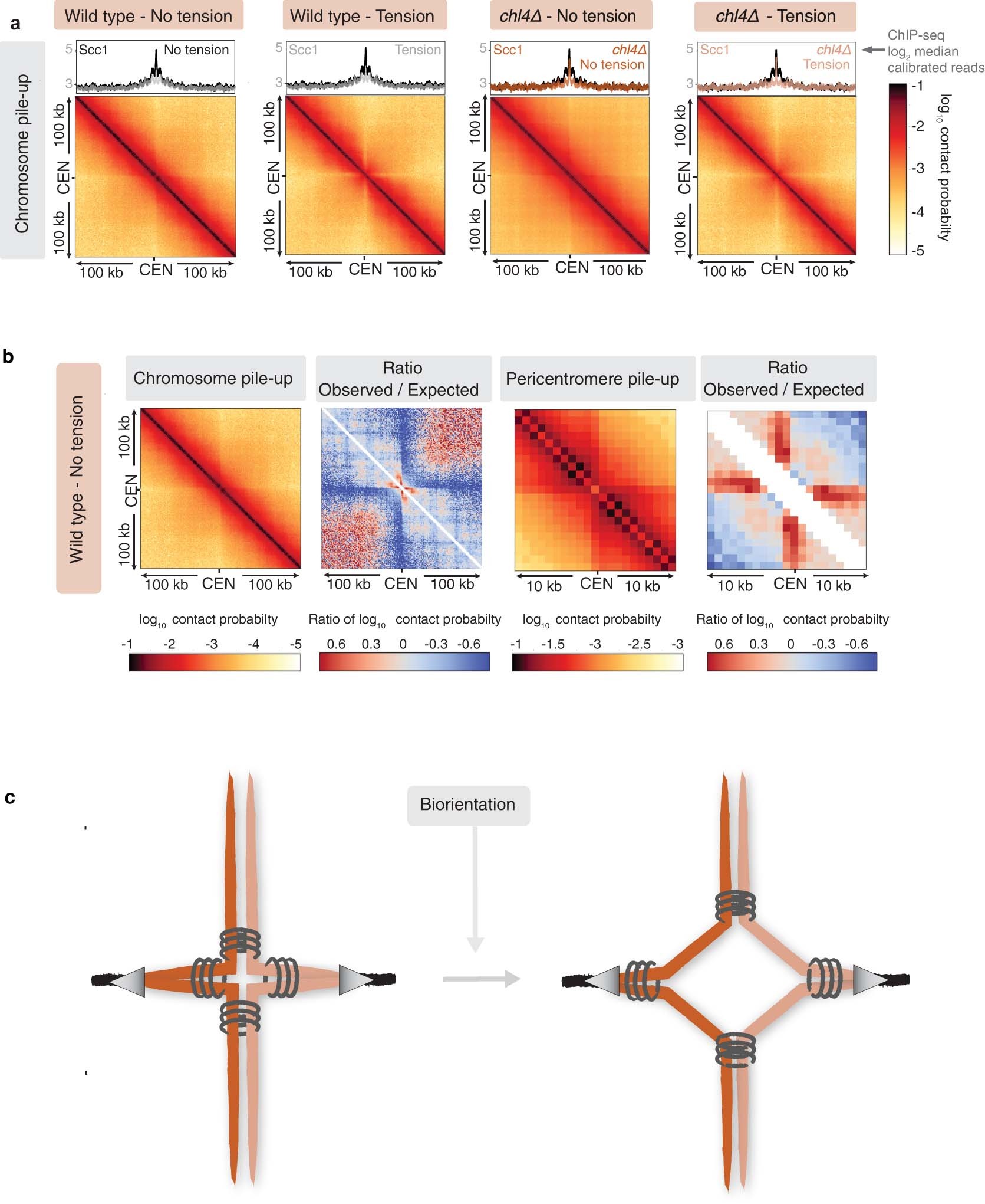 Extended Data Fig. 6: Cis-looping and alternative model for pericentromeric chromosome conformation.