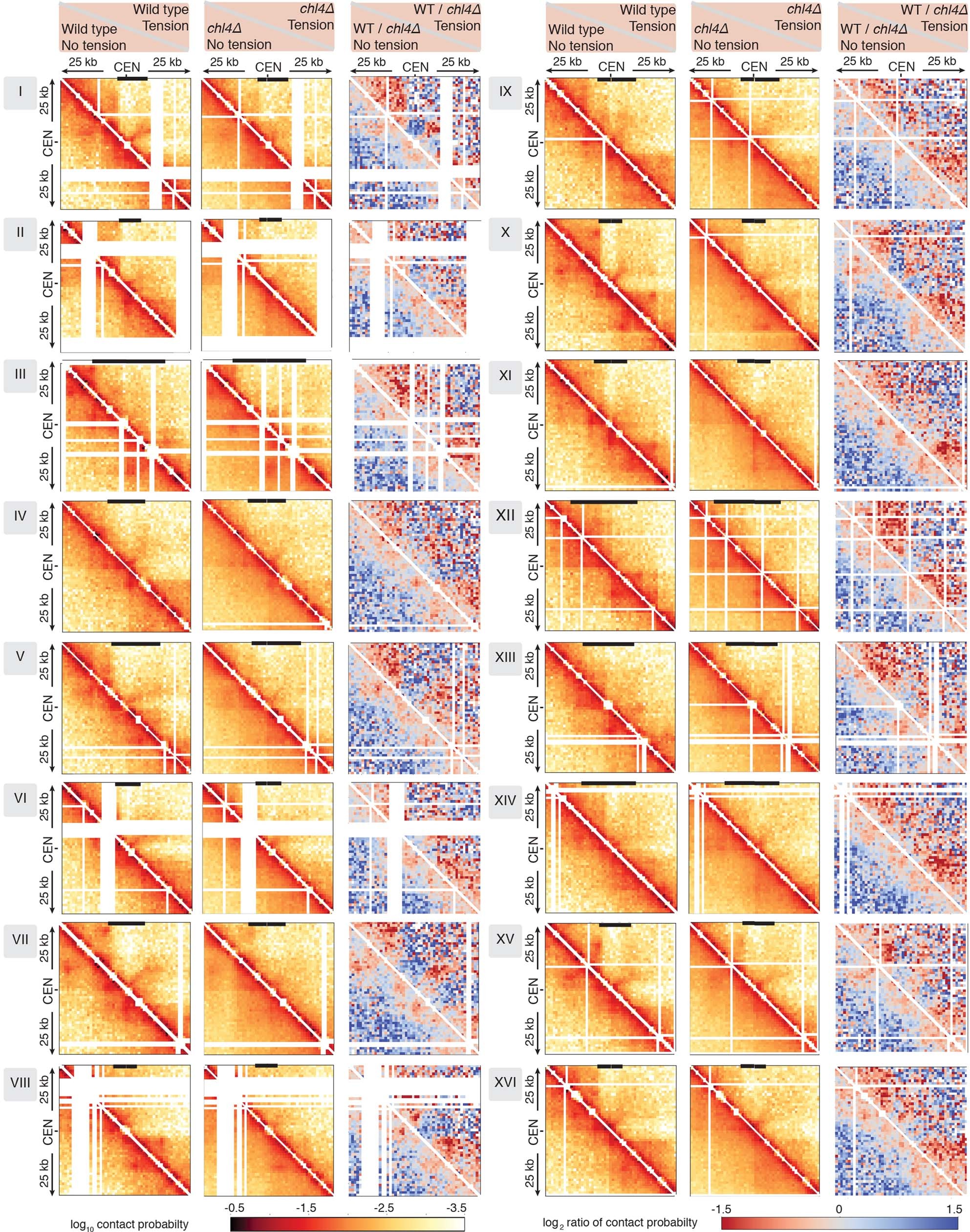 Extended Data Fig. 7: Changes in pericentromere structure on individual chromosomes in response to tension and in the absence of pericentromeric cohesin.