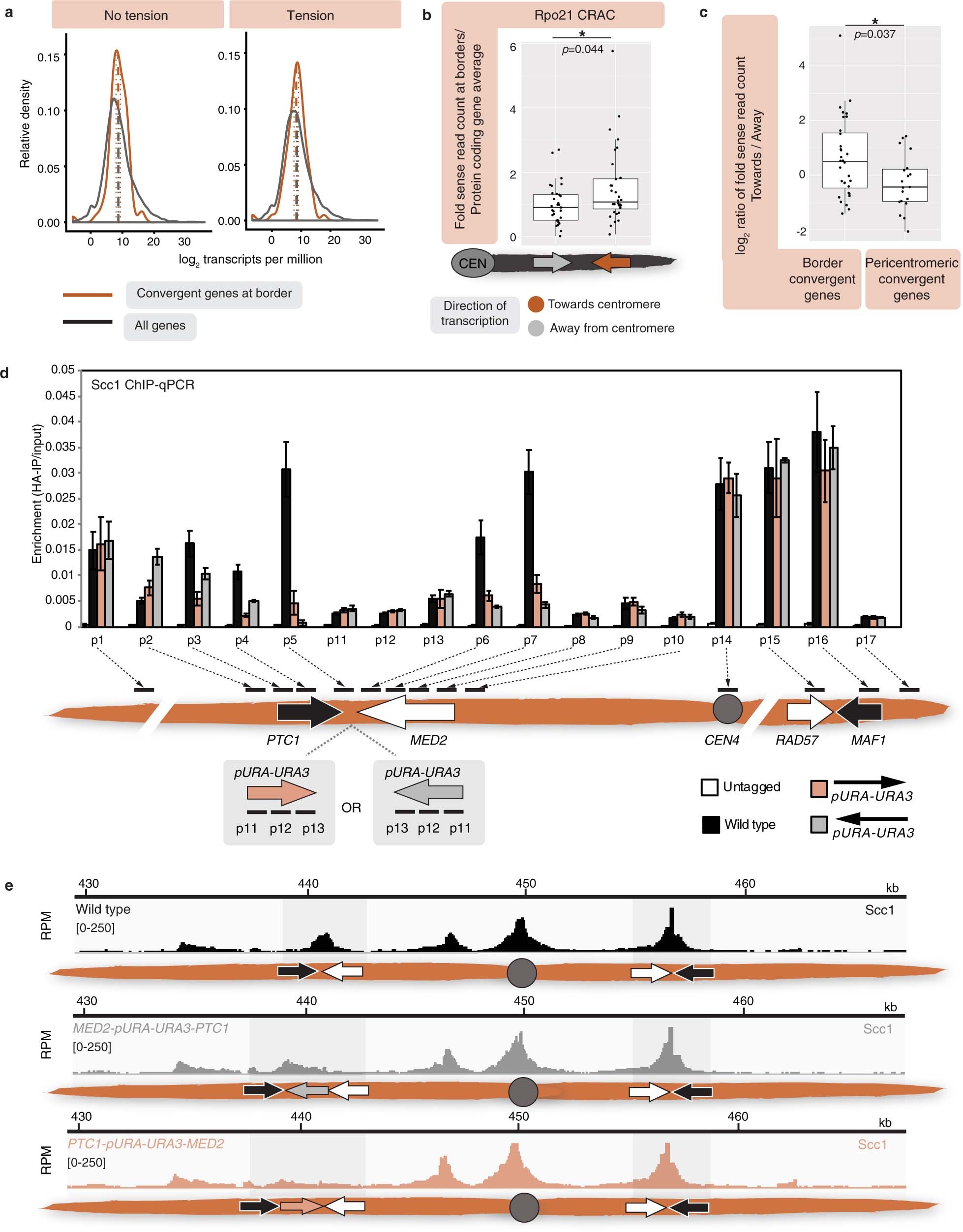 Extended Data Fig. 9: Transcription at pericentromere borders influences cohesin position.