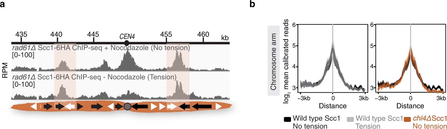 Extended Data Fig. 1: Tension-dependent cohesin removal at metaphase is restricted to the pericentromere and occurs independently of Wpl1/Rad61.
