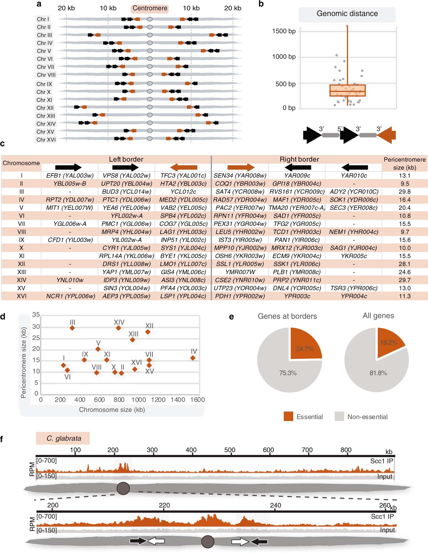 Extended Data Fig. 2: Overview of border gene organization and pericentromere size.