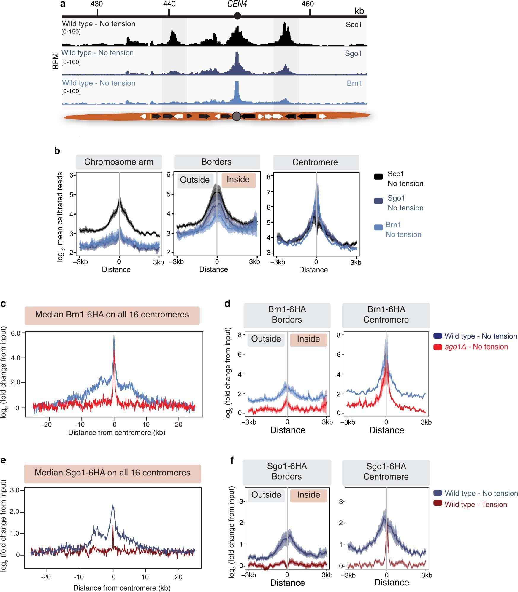 Extended Data Fig. 4: Shugoshin and condensin localize to pericentromere borders.