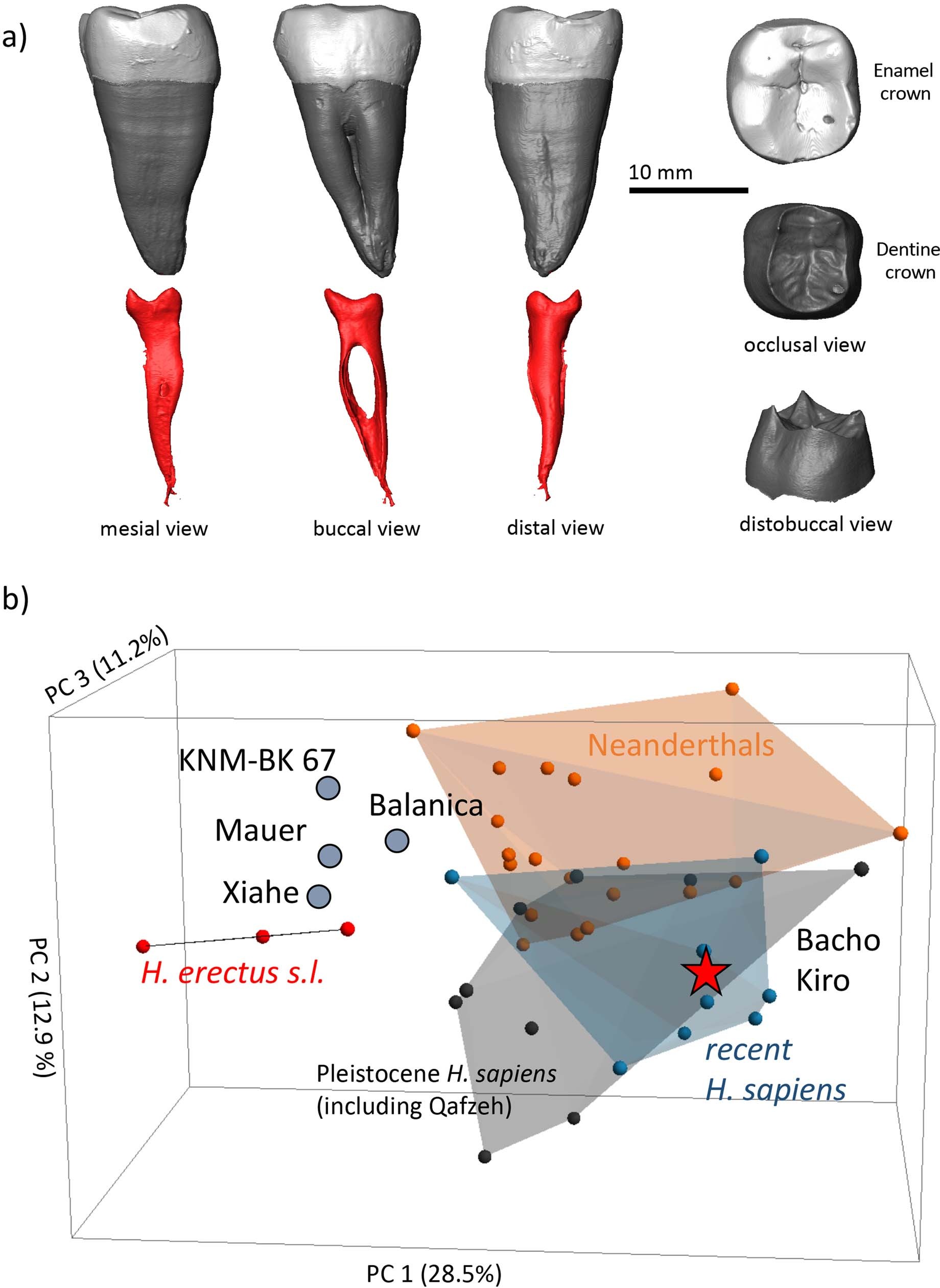 Extended Data Fig. 5: Human lower second molar (F6-620).
