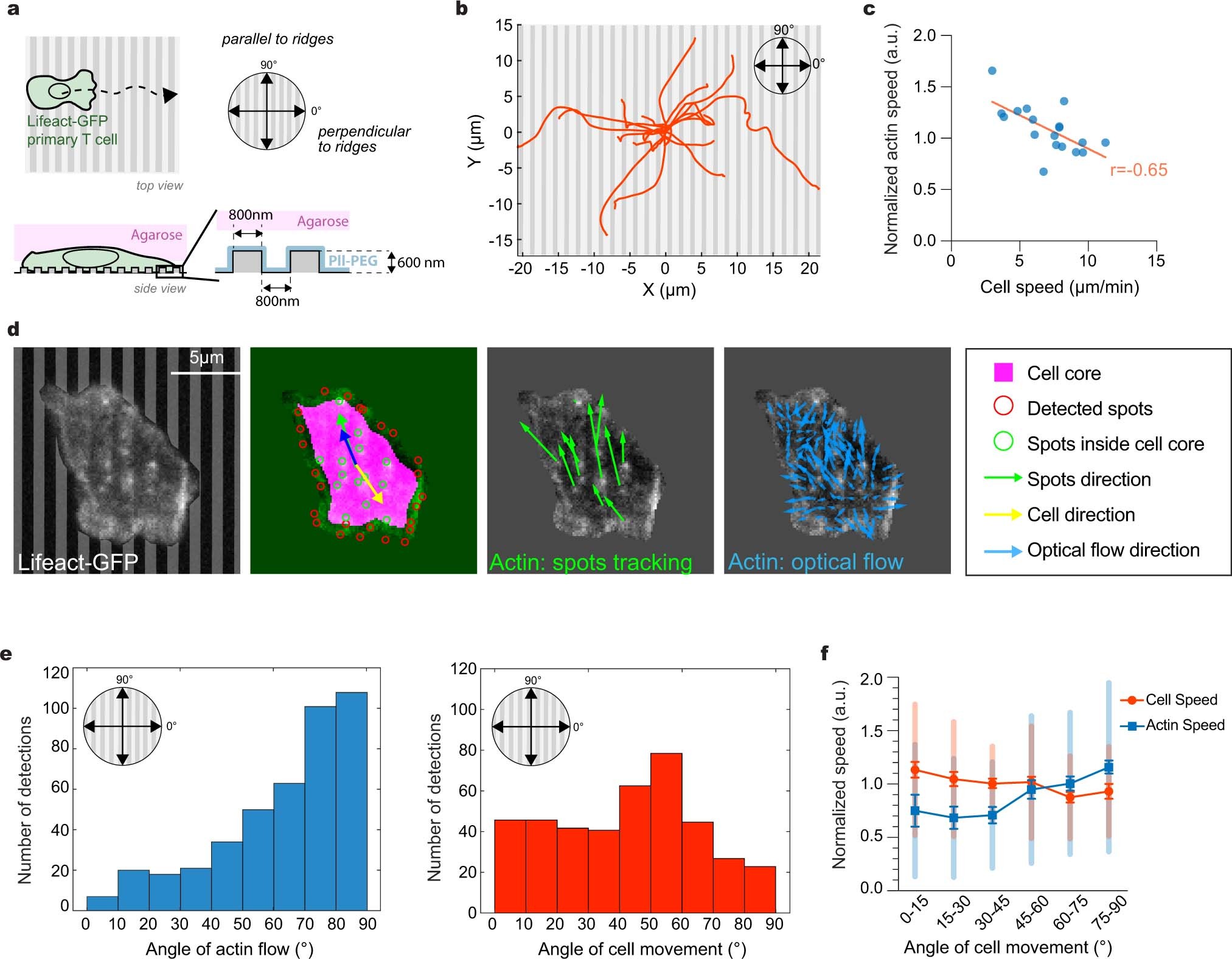 Extended Data Fig. 7: Actin-based force transmission in primary T cells.
