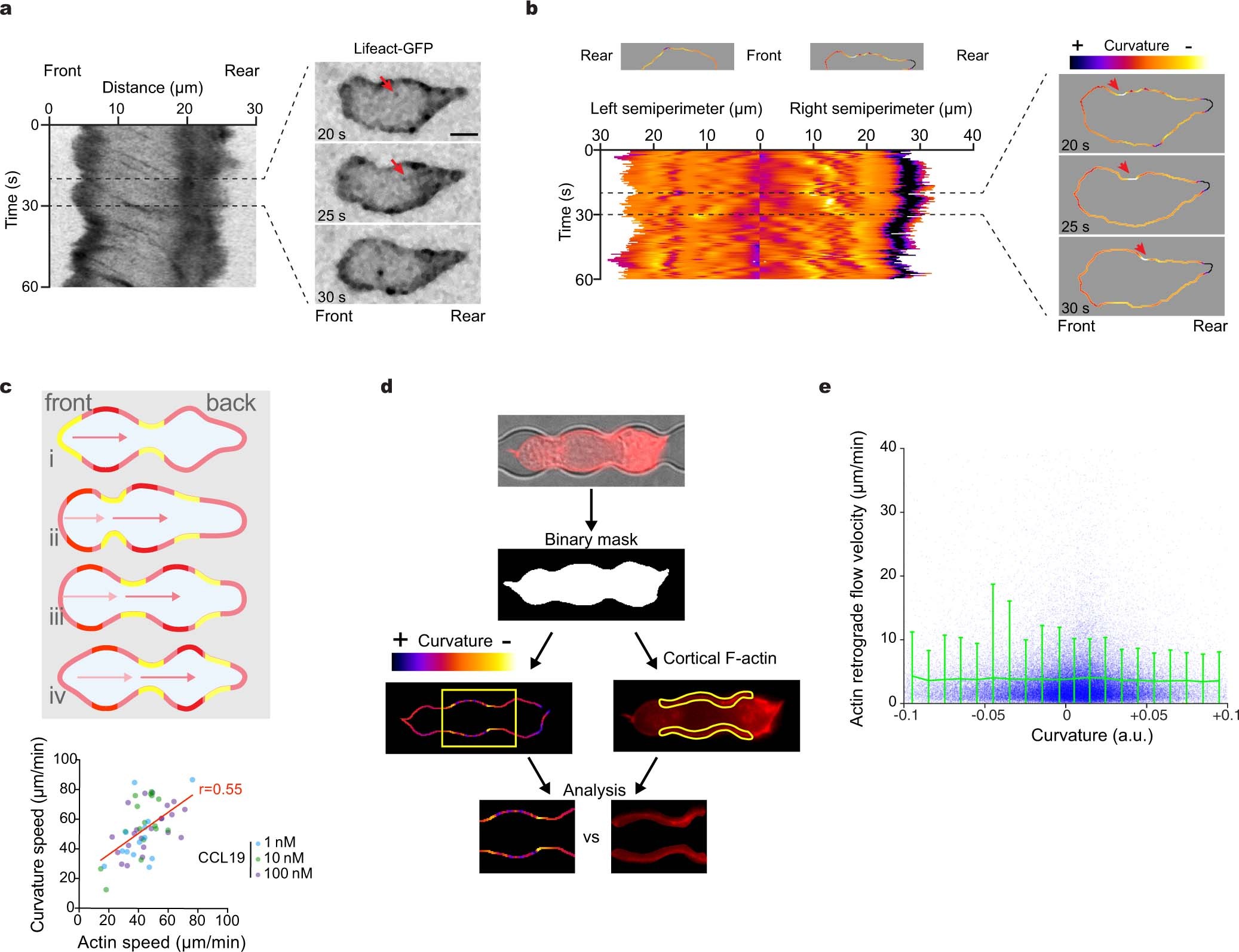 Extended Data Fig. 8: Retrograde actin flow and shape changes in adhesion-free confinement.