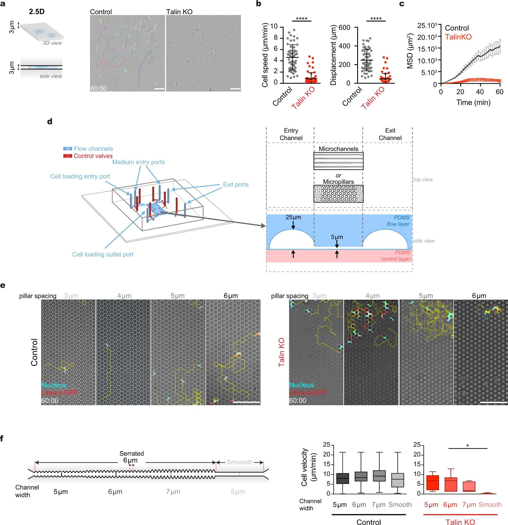 Extended Data Fig. 2: Topography rescues T cell locomotion in the absence of adhesion.