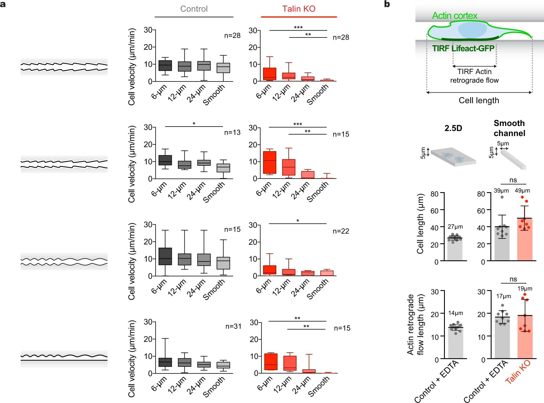 Extended Data Fig. 4: Effect of topographical features on T cell migration.
