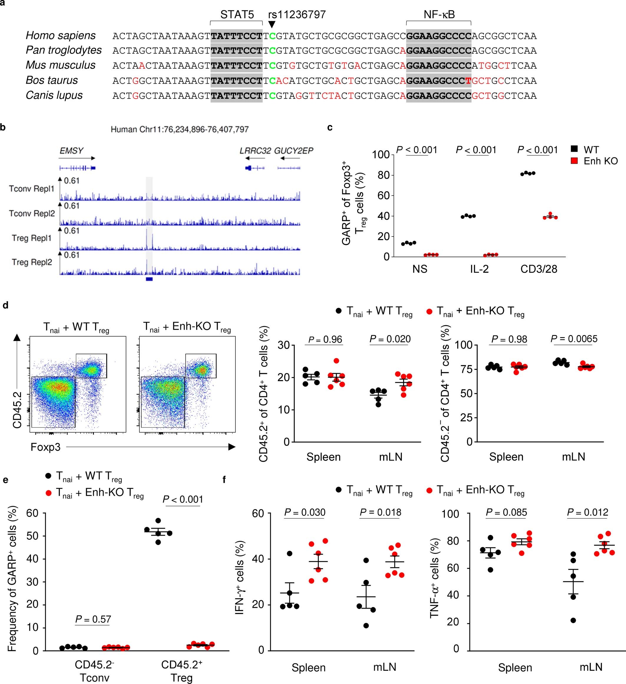 Extended Data Fig. 9: Molecular and functional characterization of mouse and human enhancer homologues.