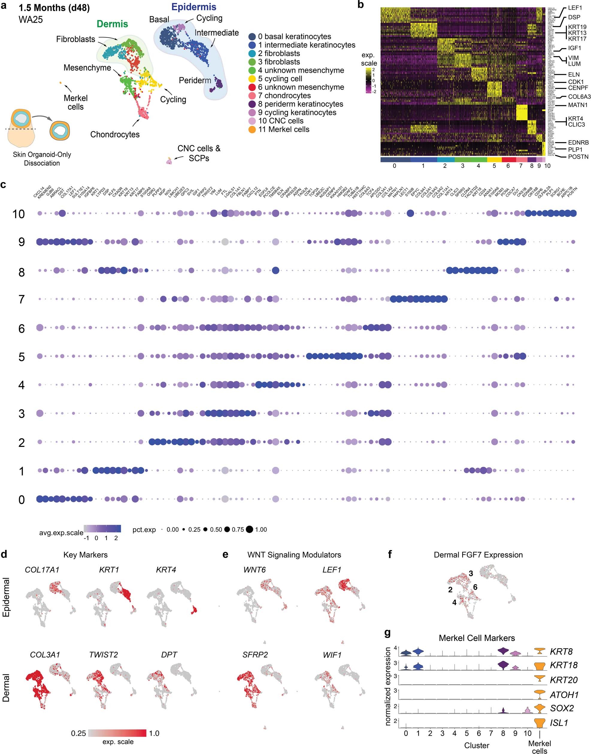 Extended Data Fig. 6: scRNA-seq analysis of day-48 skin organoids derived from WA25 cells.