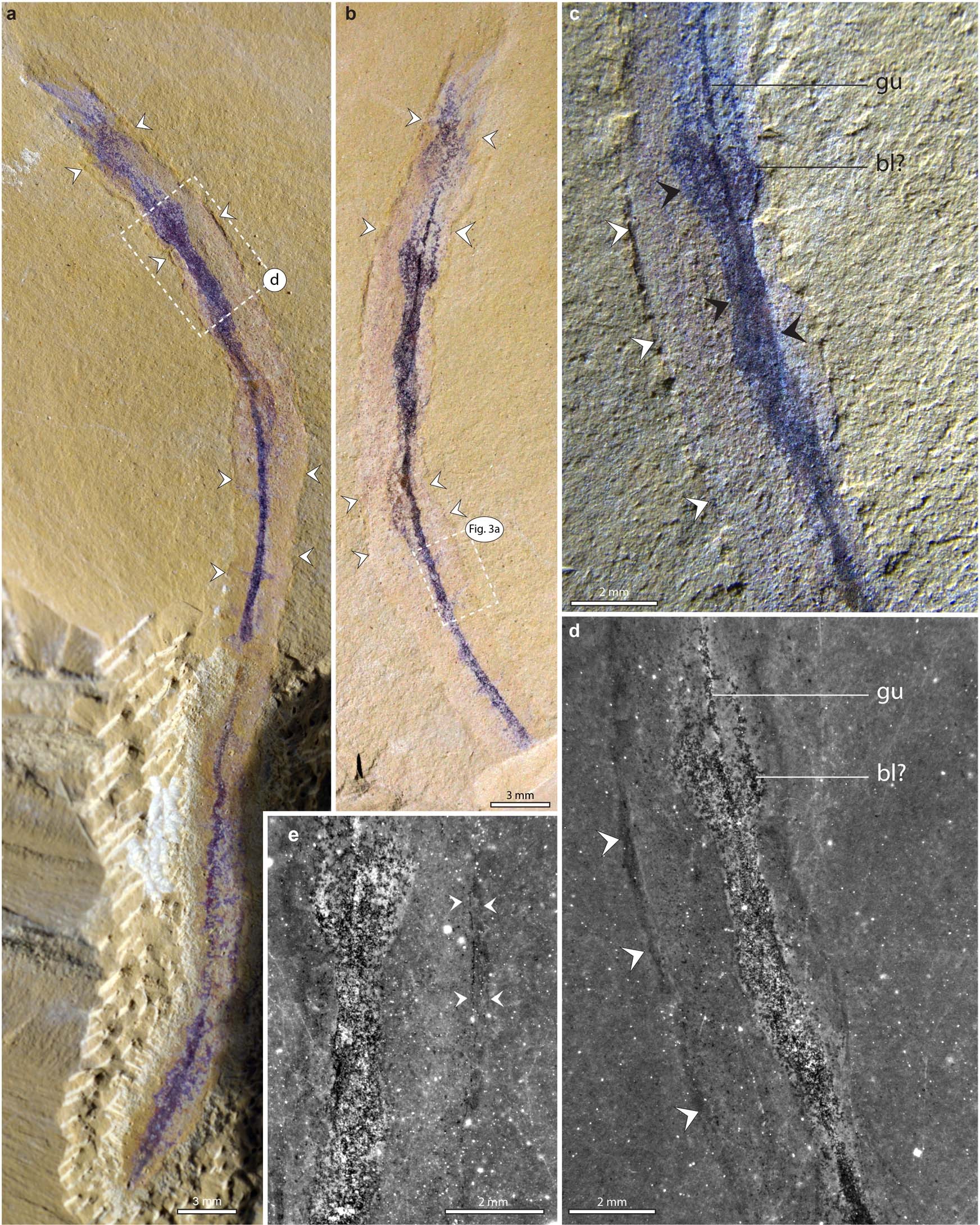 Extended Data Fig. 6