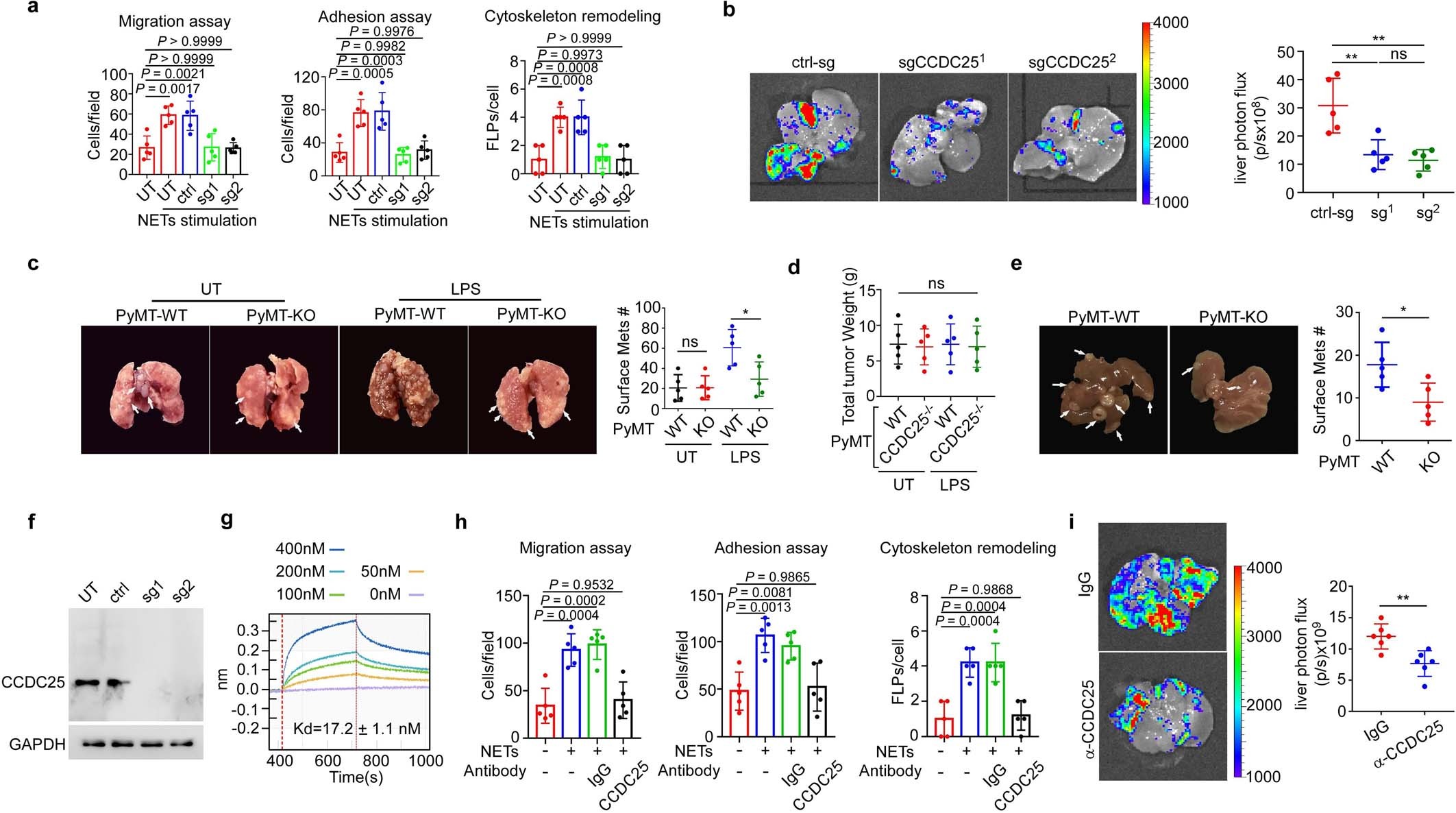 Extended Data Fig. 6: NETs promote tumour metastasis via CCDC25.