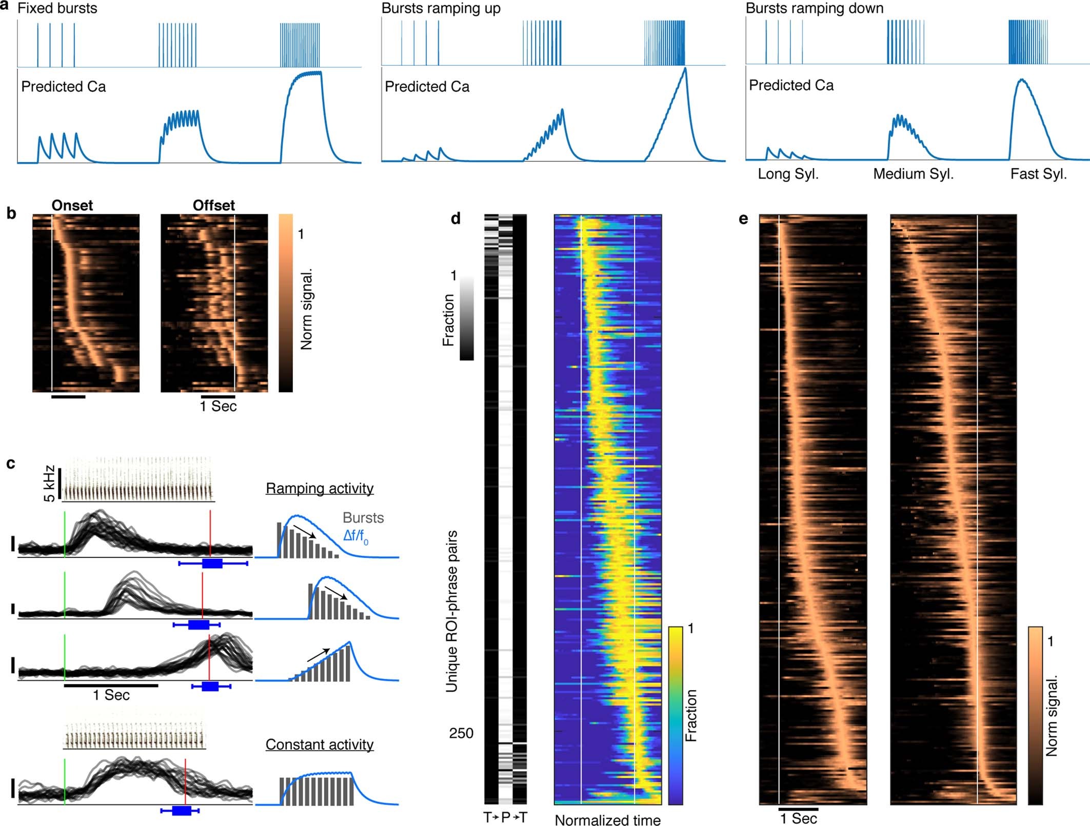 Extended Data Fig. 7: Signal shape and onset time of sequence-correlated HVC neuron activity reflect within-phrase timing.