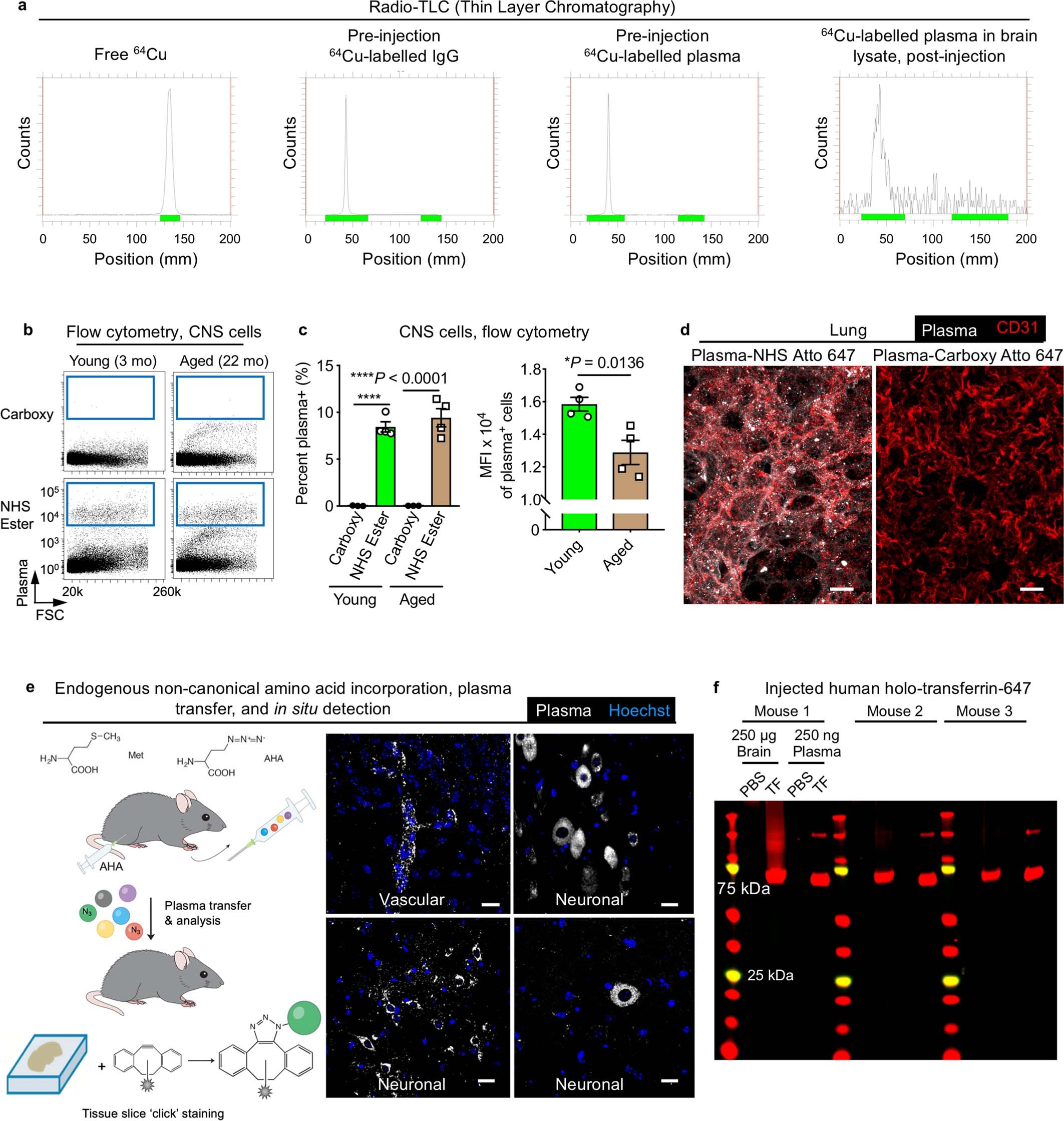 Extended Data Fig. 4: Plasma signal in the brain does not arise from free label or degradation product.