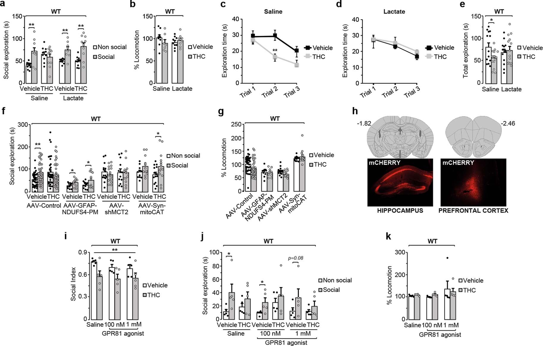 Extended Data Fig. 9: Mechanisms that underlie the THC-induced impairment of social interaction.