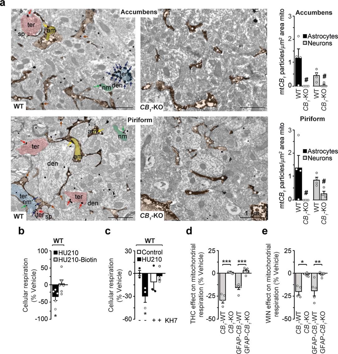 Extended Data Fig. 1: Role of astroglial mtCB1 in the cannabinoid-induced decrease of respiration in forebrain mitochondria.