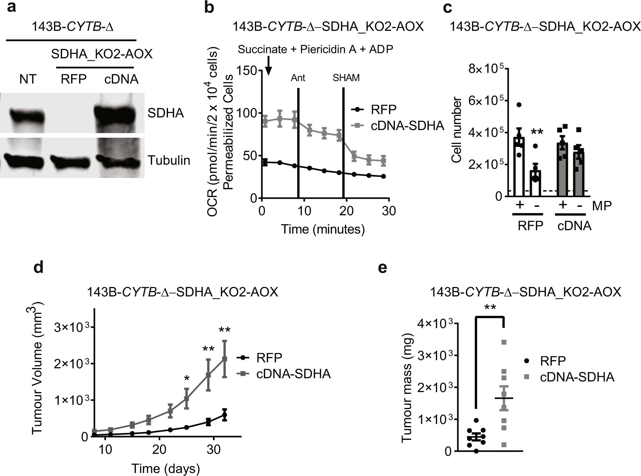 Extended Data Fig. 11: Restoration of complex II by ectopic expression of SDHA cDNA rescues tumour growth.
