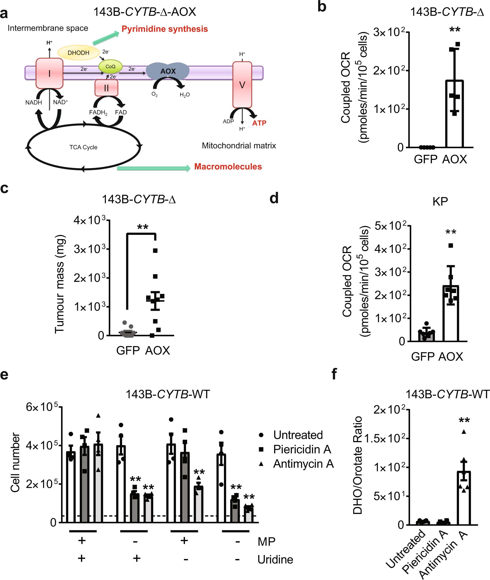 Extended Data Fig. 3: Complex III-deficient cells are auxotrophic for uridine.