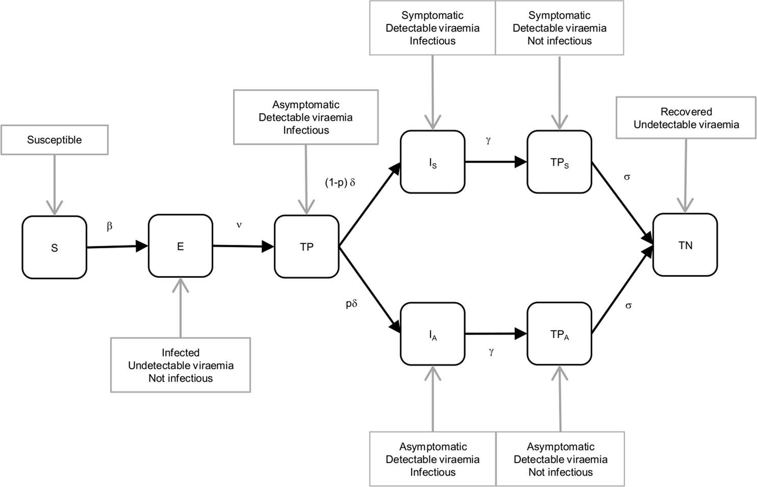 Extended Data Fig. 5: Flow chart of the mathematical model fitted to the point prevalence data observed in Vo’ at the first and second surveys.