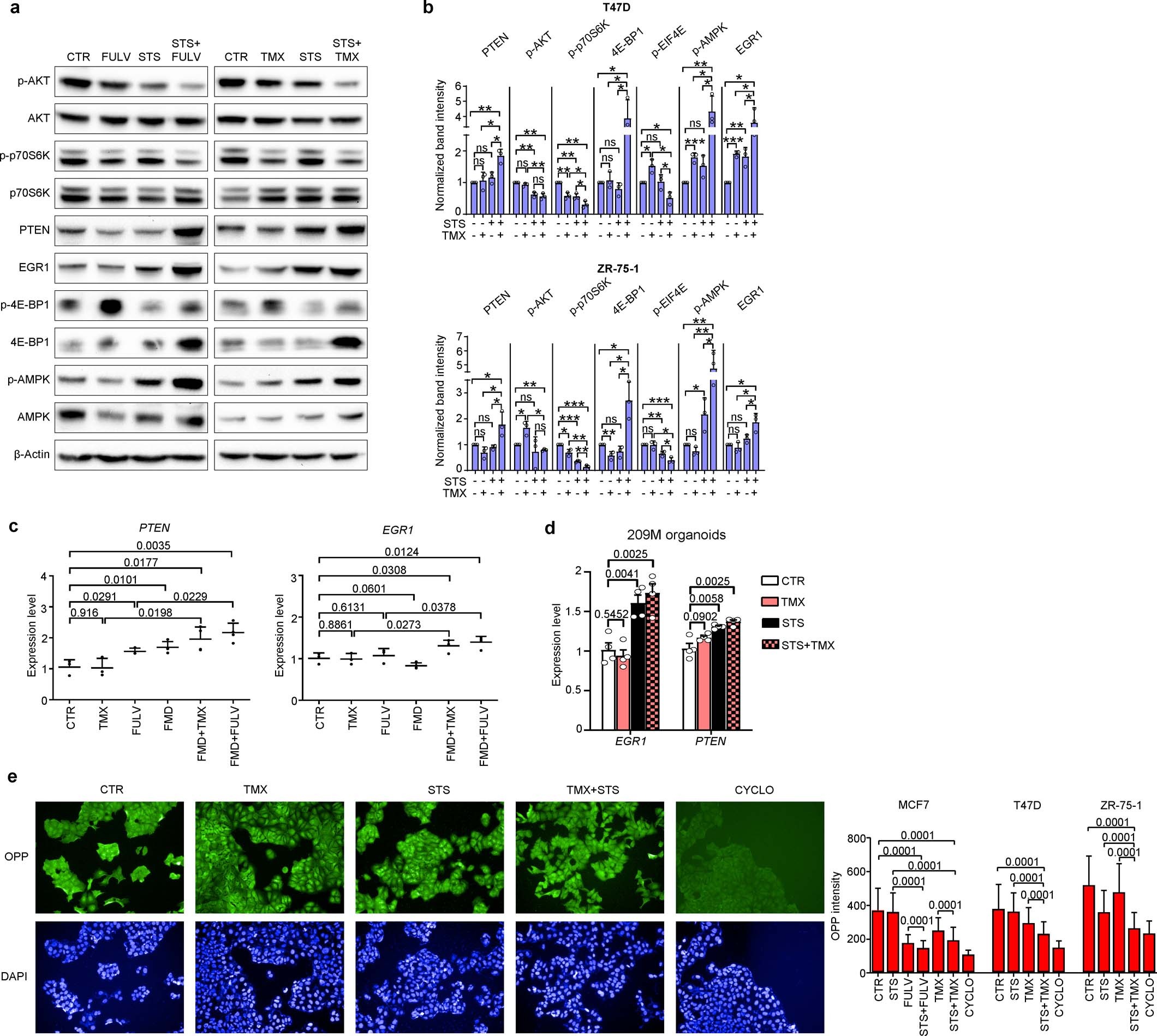 Extended Data Fig. 4: Fasting or FMD and oestrogen therapy cooperate to inhibit PI3K–AKT–mTOR and oestrogen receptor signalling in HR+ BC cells.