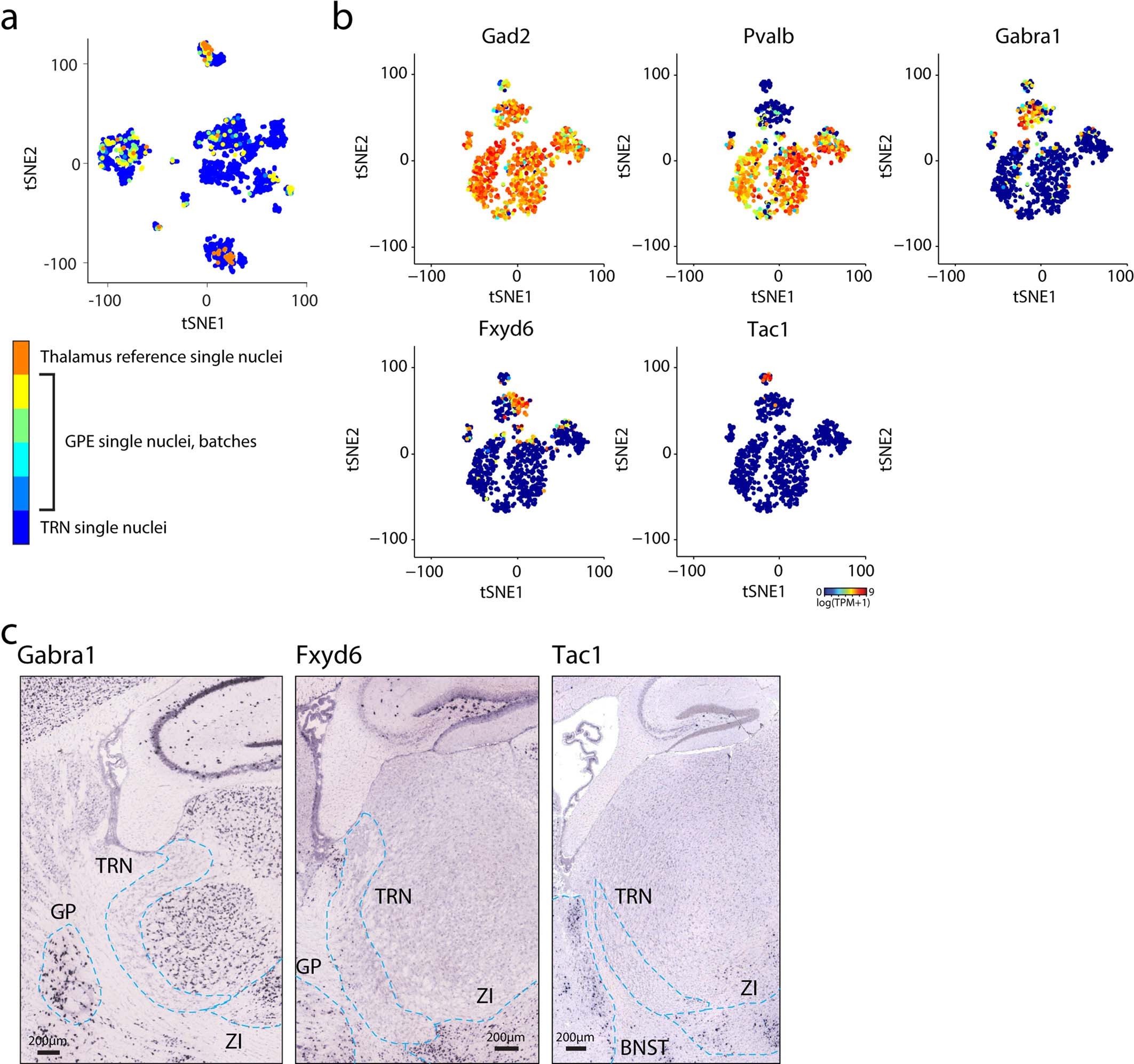 Extended Data Fig. 2: Identification of Gad2+ cell types.