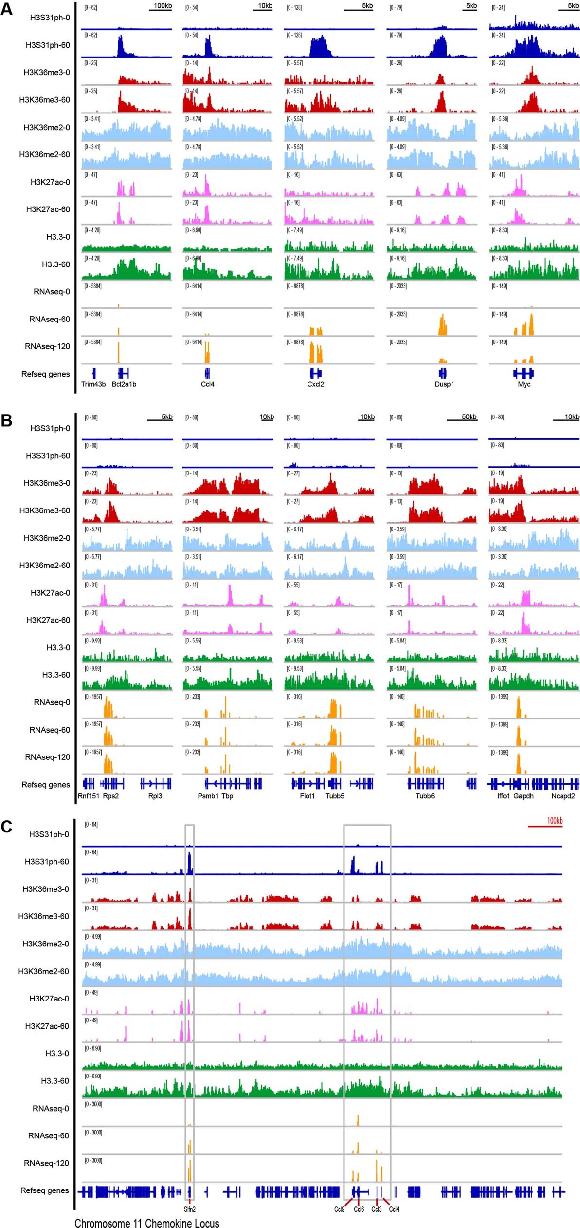 Extended Data Fig. 3: H3.3S31ph is deposited in the gene body of response genes but not constitutively expressed genes.