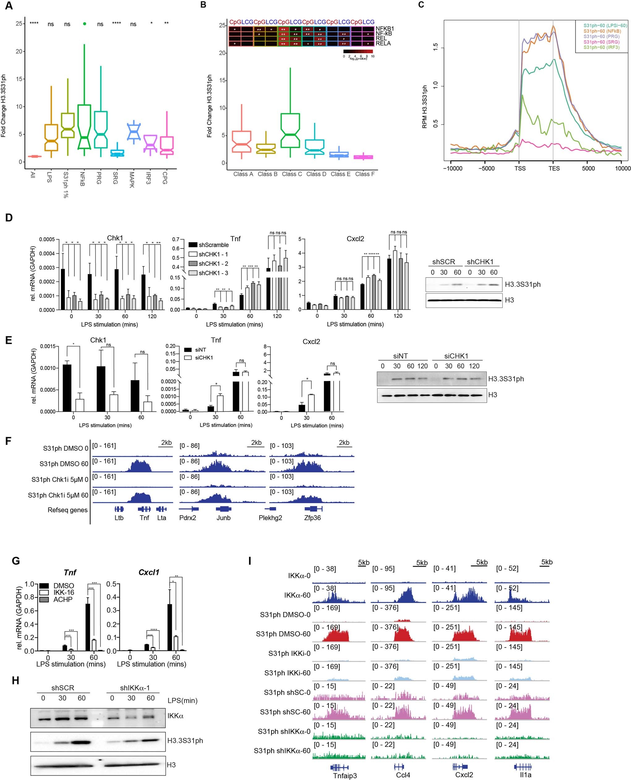 Extended Data Fig. 5: IKKα activity drives H3.3S31ph and is enriched at NF-κB target genes.