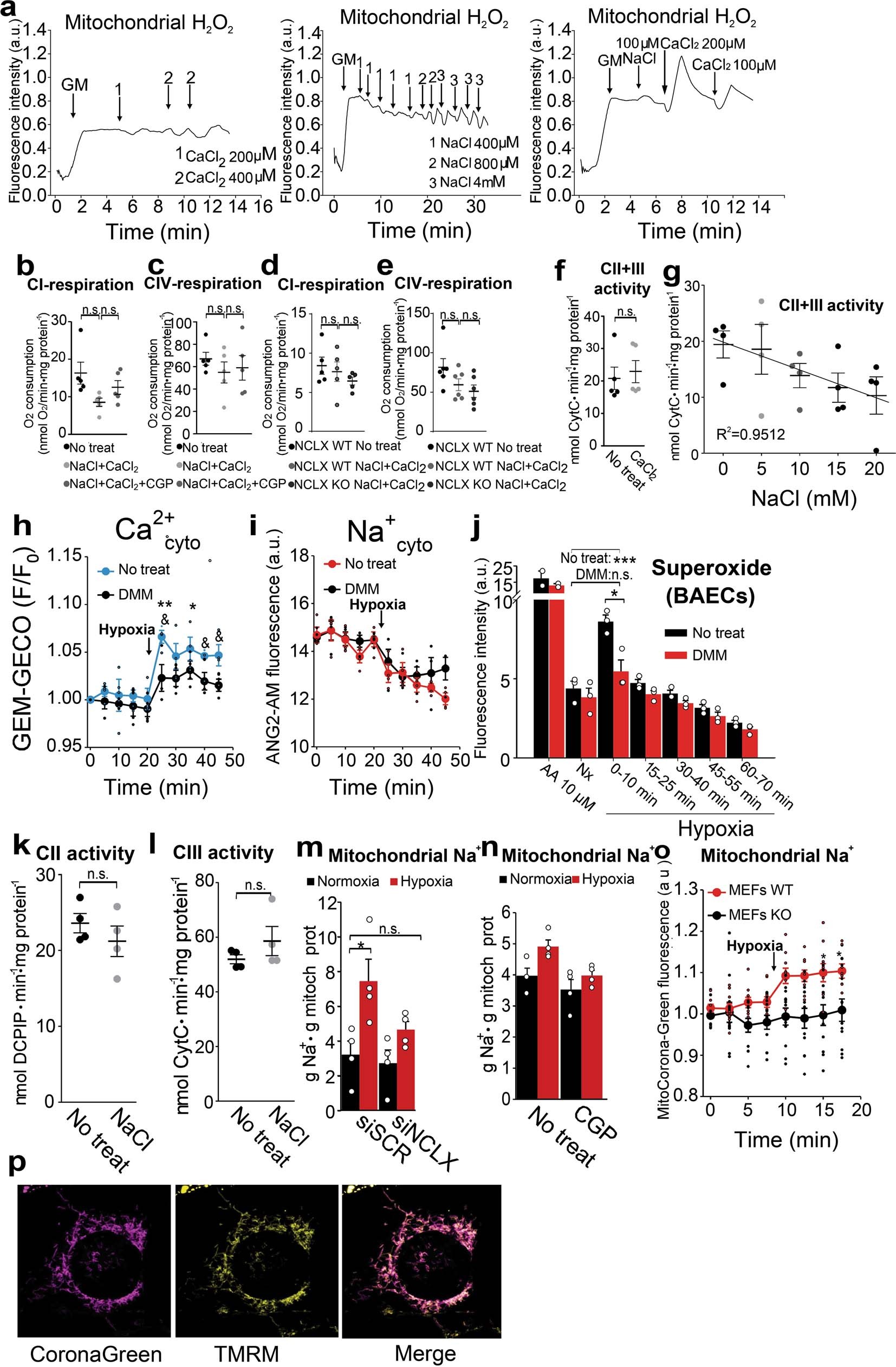 Extended Data Fig. 7: Mitochondrial Na+ import decreases OXPHOS and produces ROS.